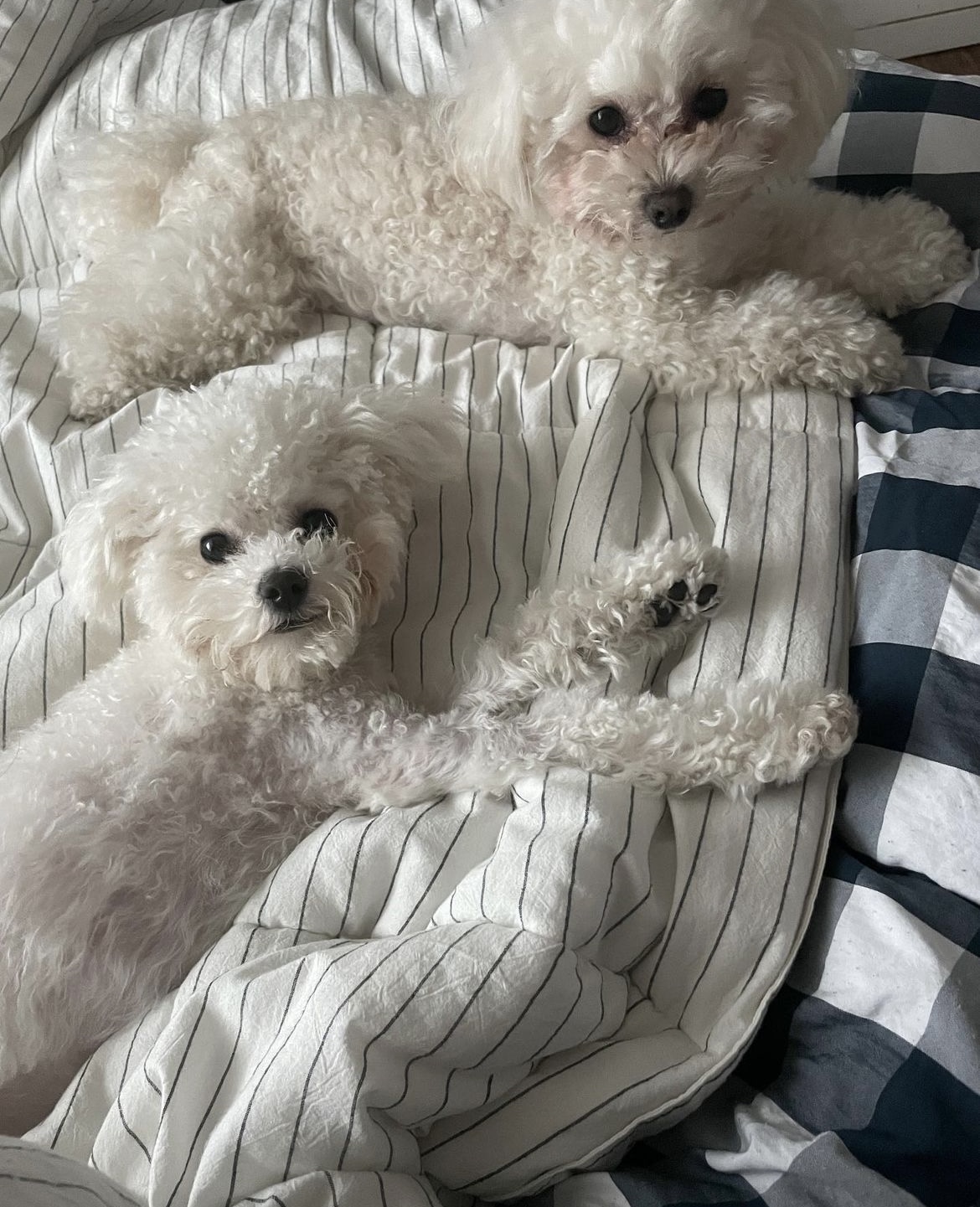 두리랑 3년째 행복한 일상입니다.