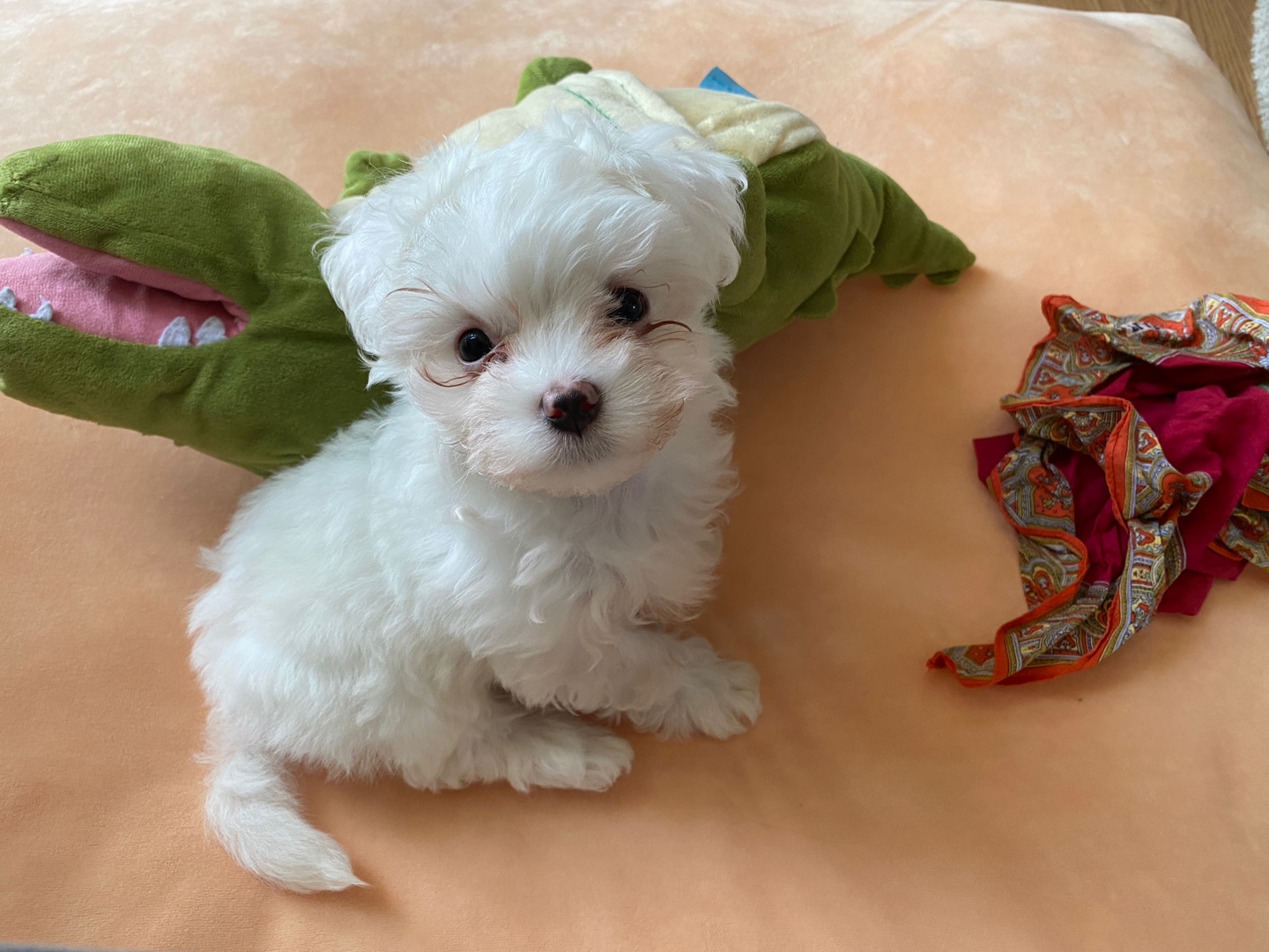 아웅이는 구름이란 이름으로!