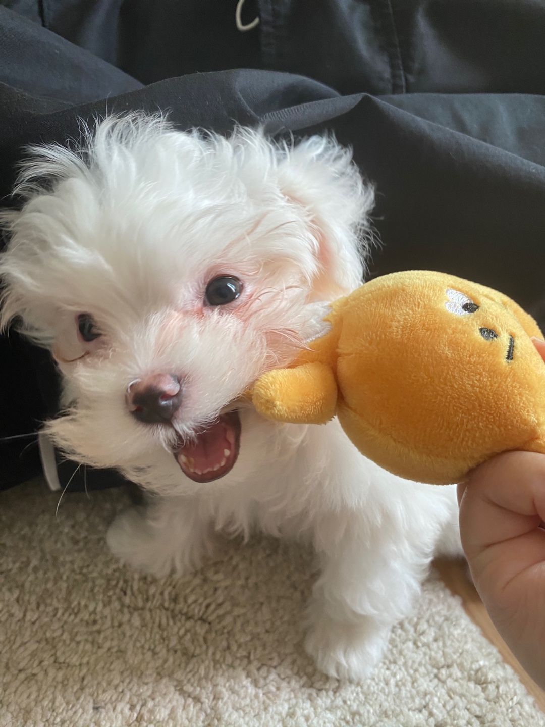 아웅이는 구름이란 이름으로!