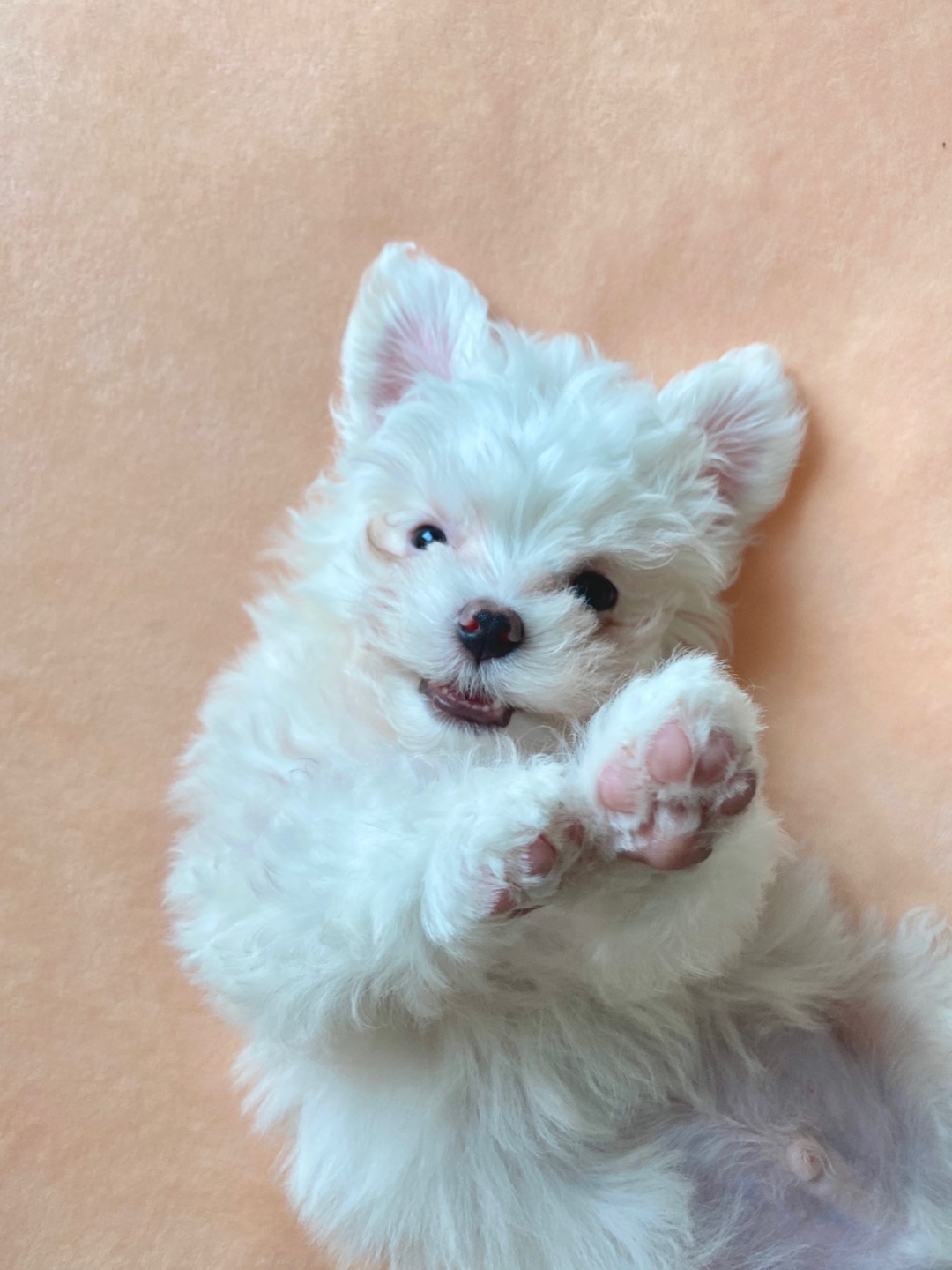 아웅이는 구름이란 이름으로!