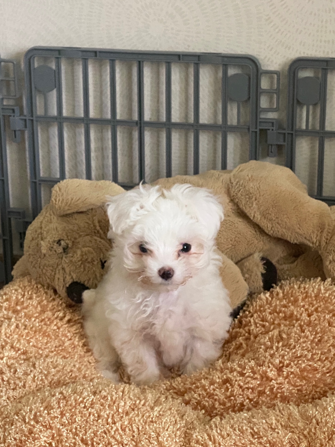 아웅이는 구름이란 이름으로!