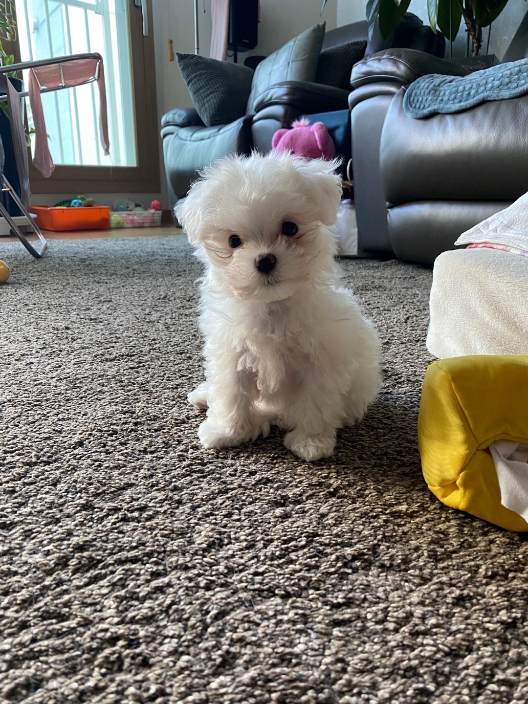 아웅이는 구름이란 이름으로!