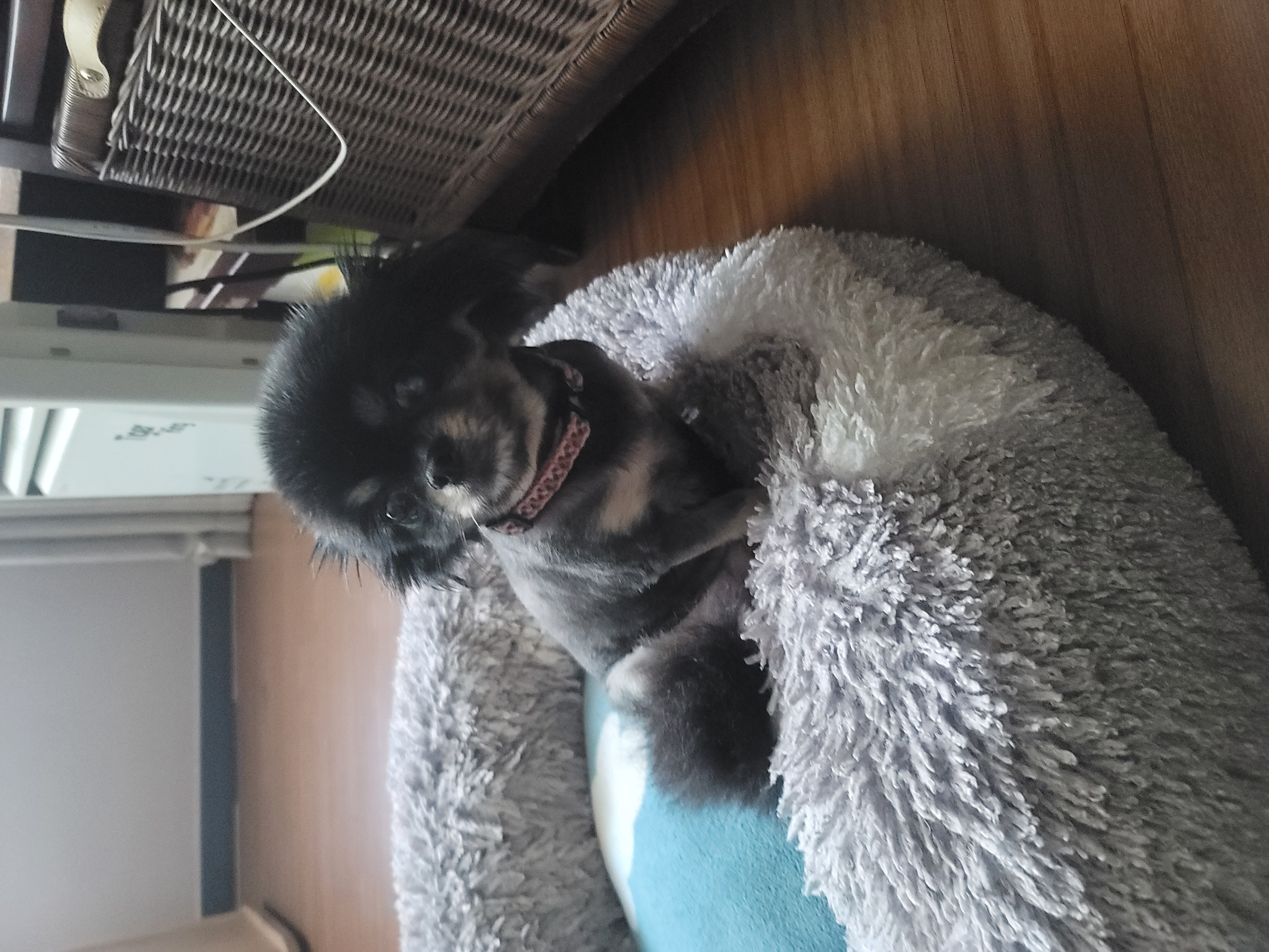 곤지암 왕밤이 입양 2년...