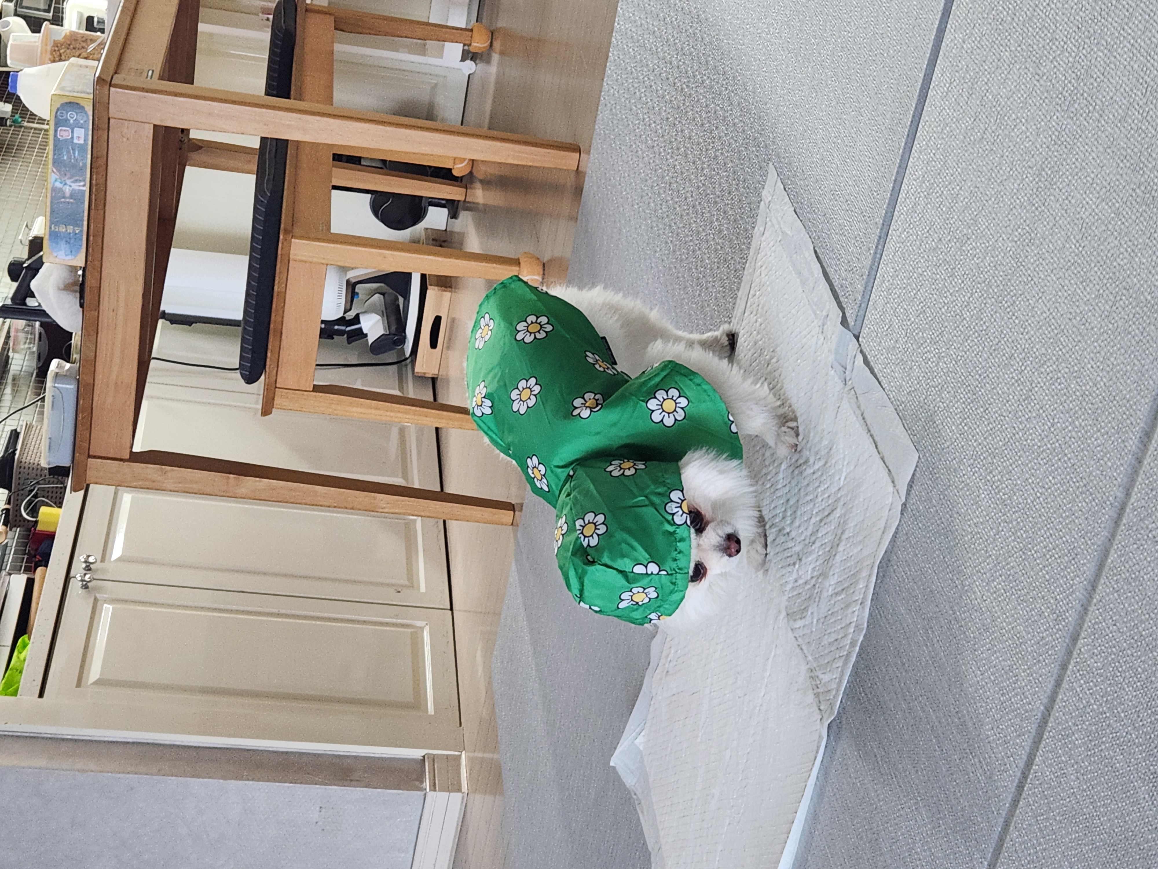 율무(시루) 입양3개월차~~