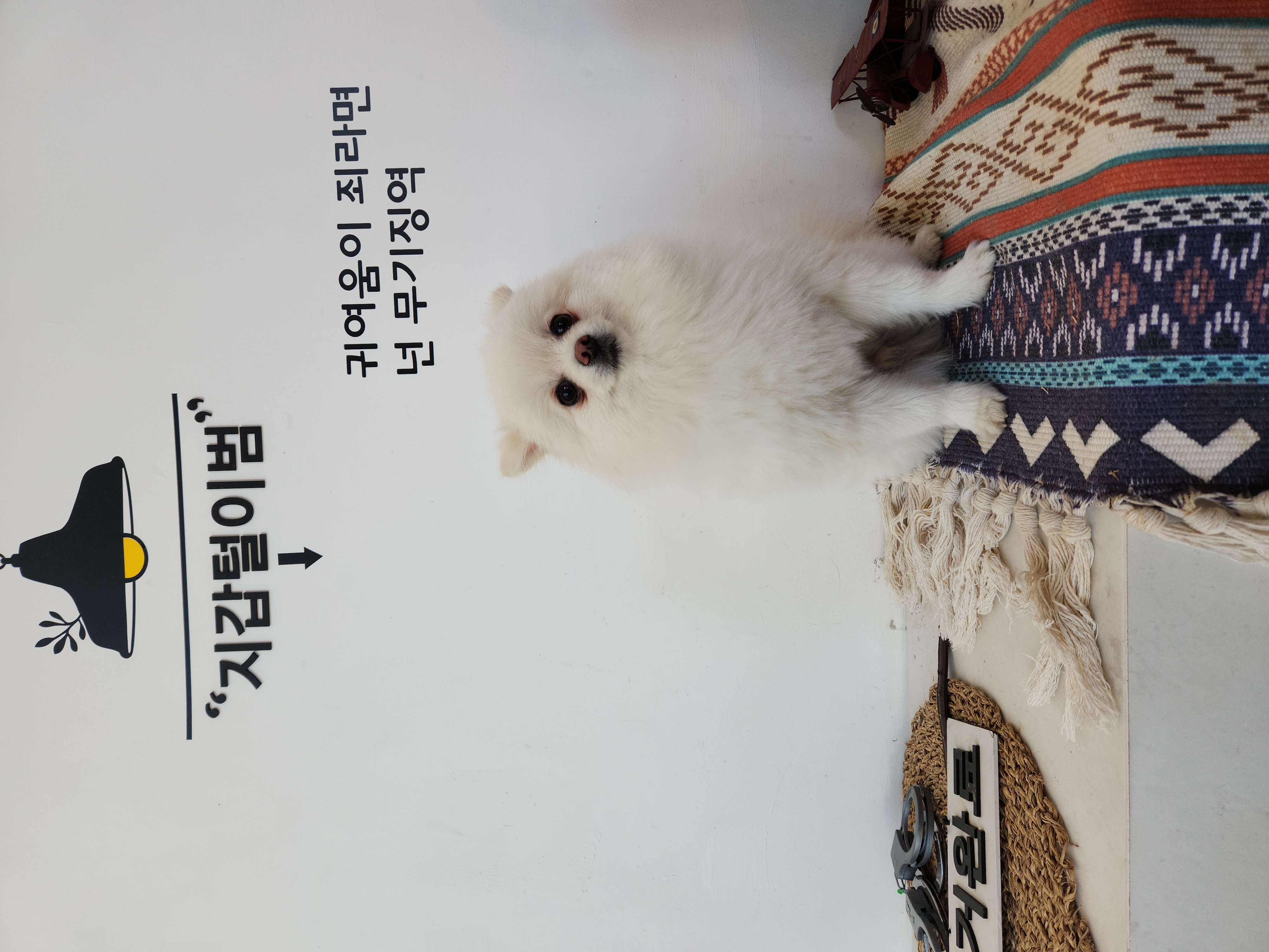 율무(시루) 입양3개월차~~