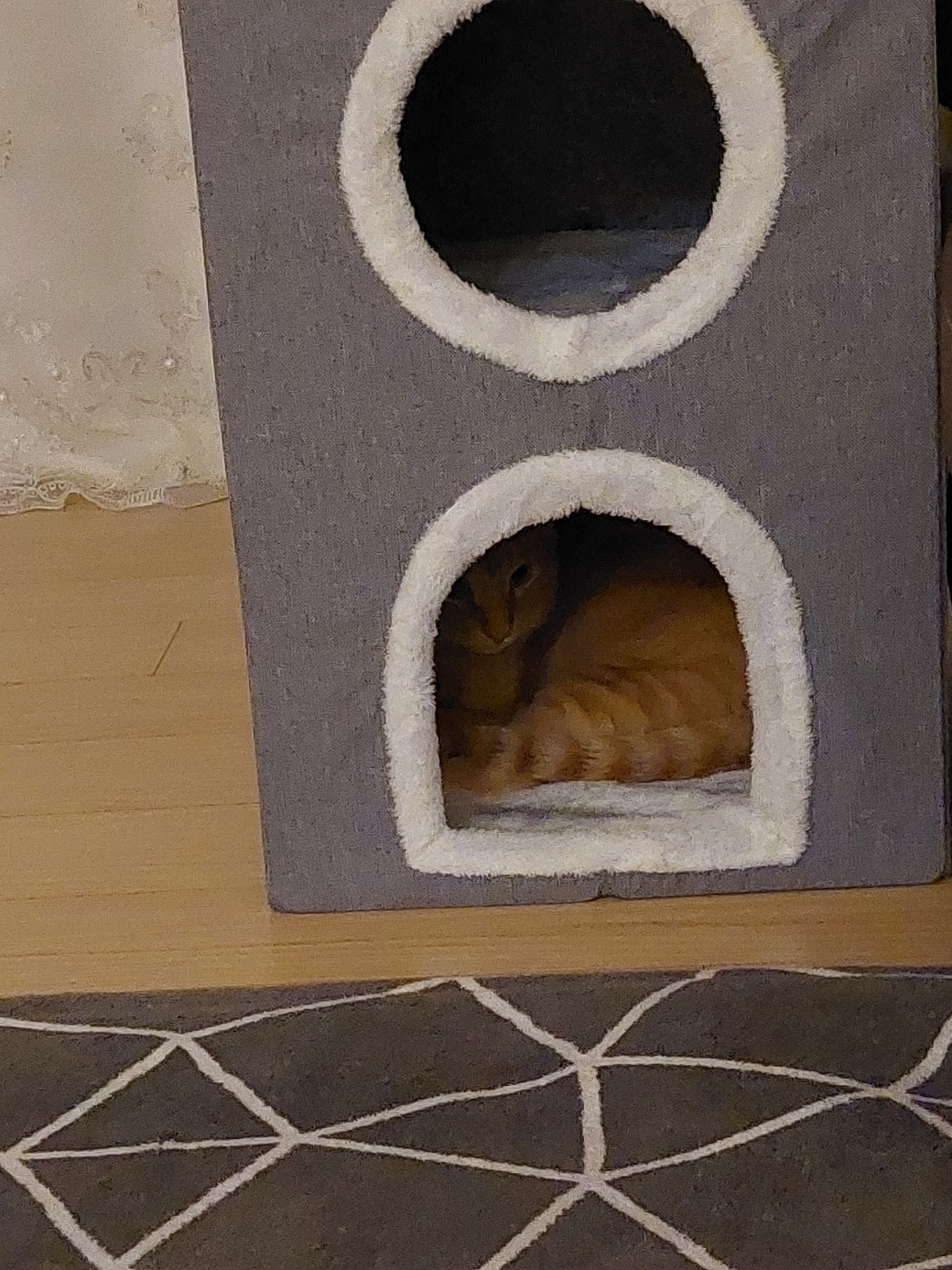 우리집 막내로 온 가을