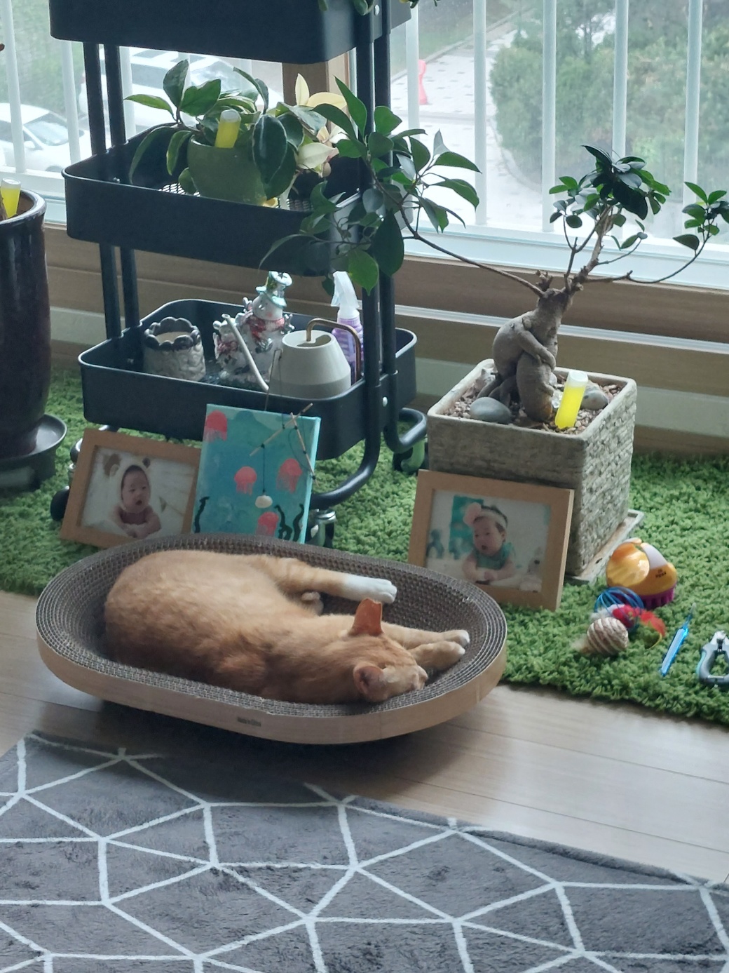 우리집 막내로 온 가을