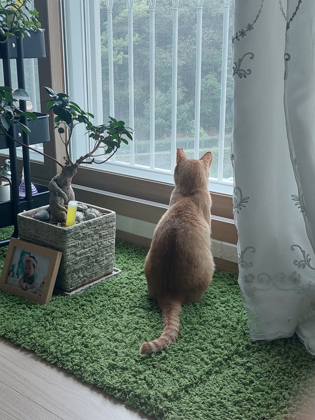 우리집 막내로 온 가을