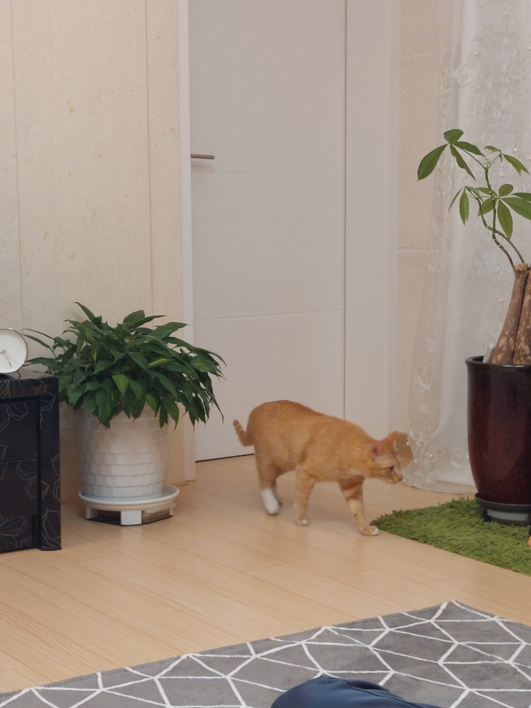 우리집 막내로 온 가을