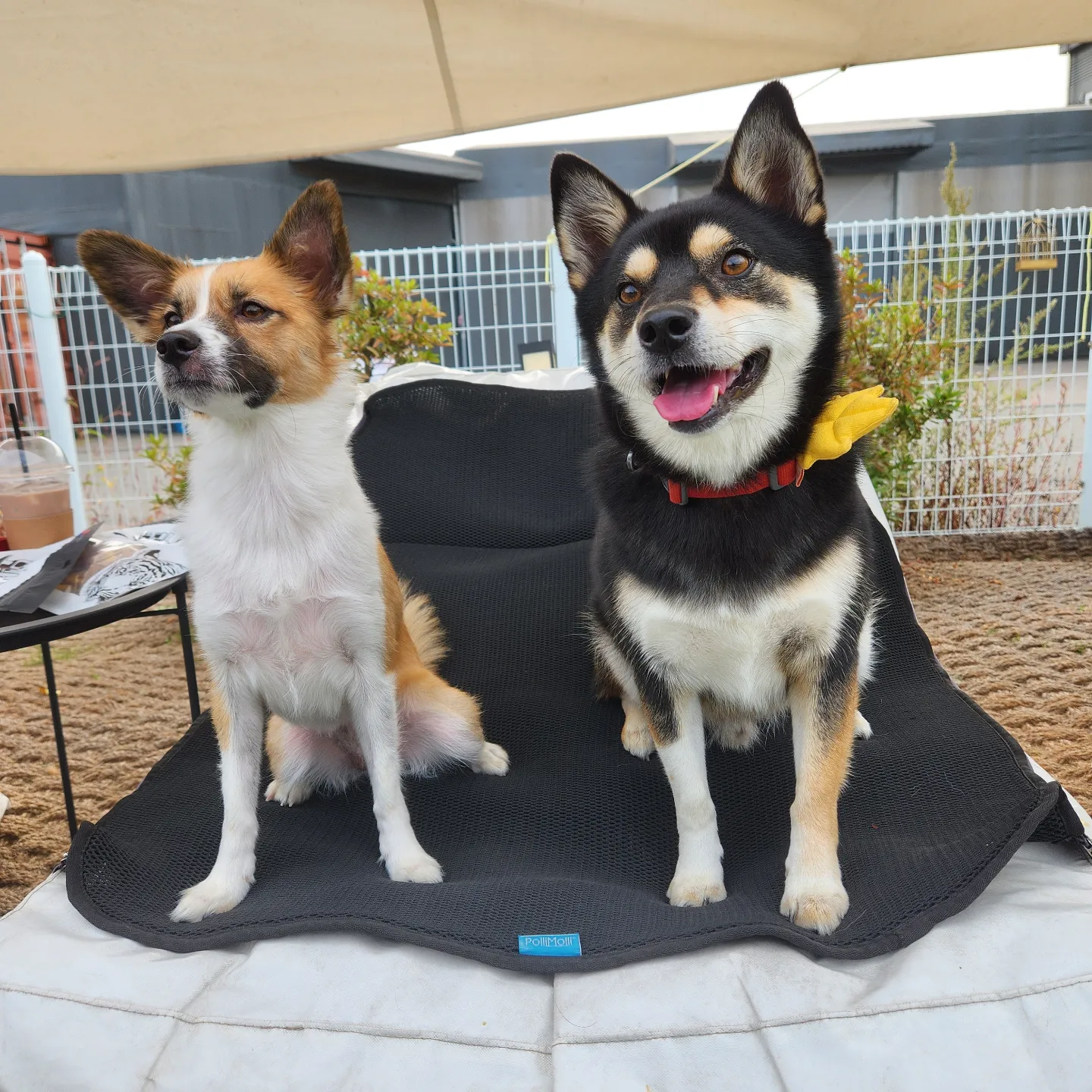 후추(우주) 입양 990일 후기