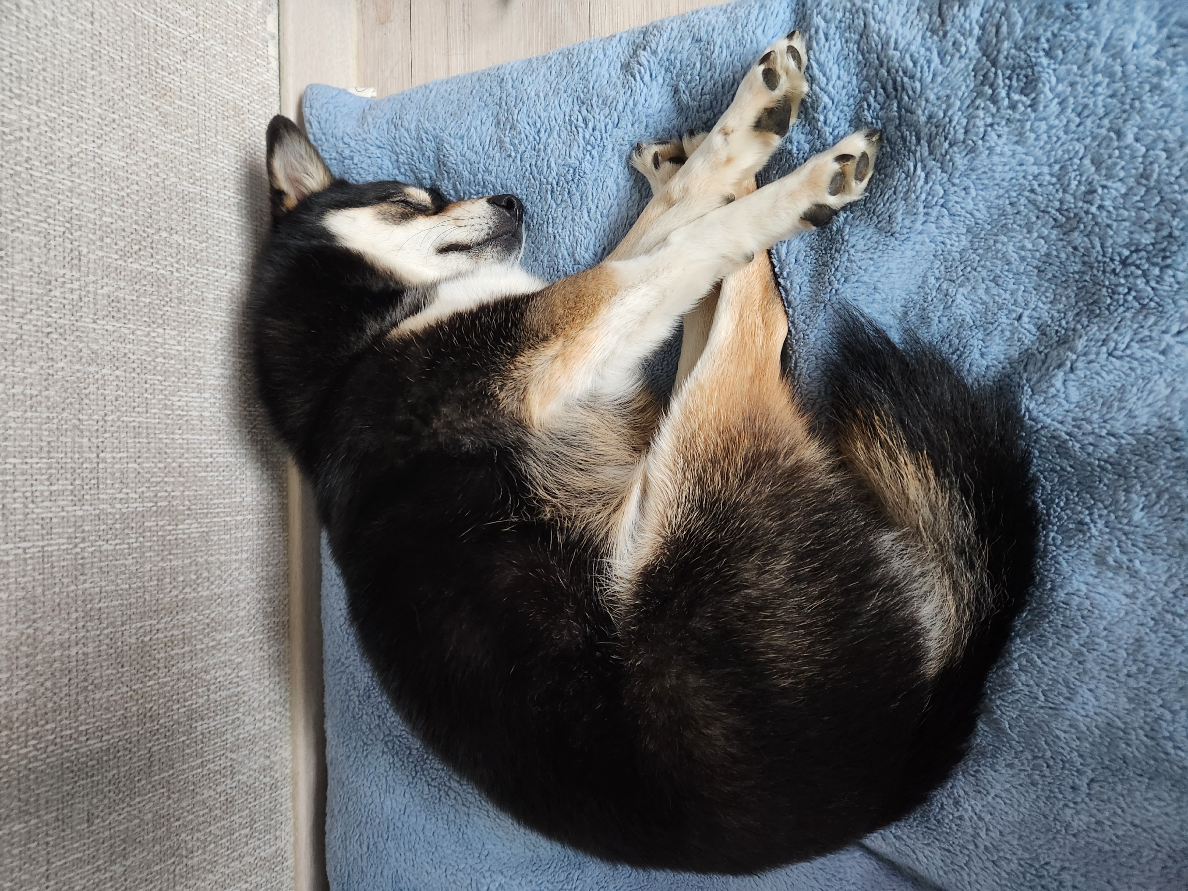 후추(우주) 입양 990일 후기