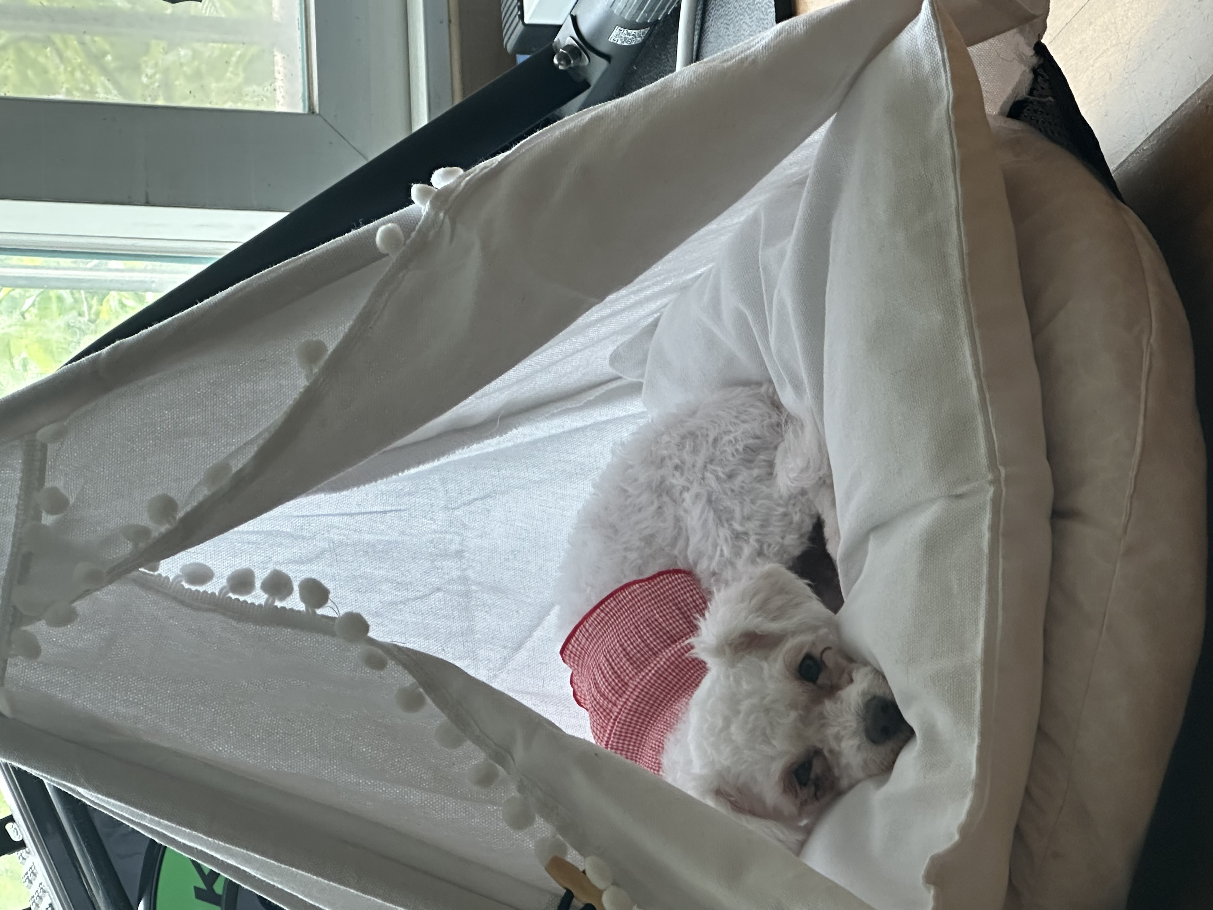 캔디(입양전 이름:마요)