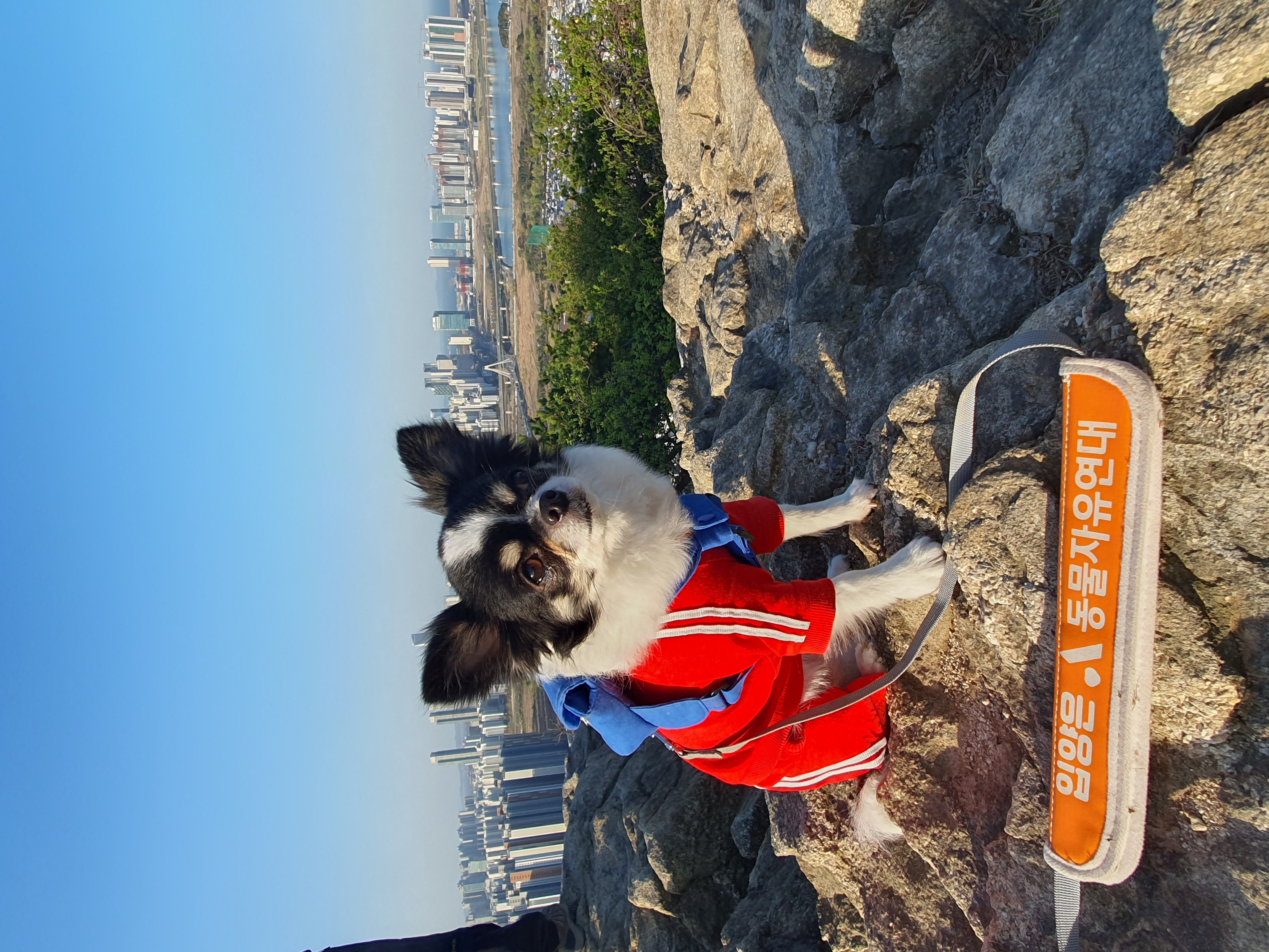 또또와1503일째(평택치와와)