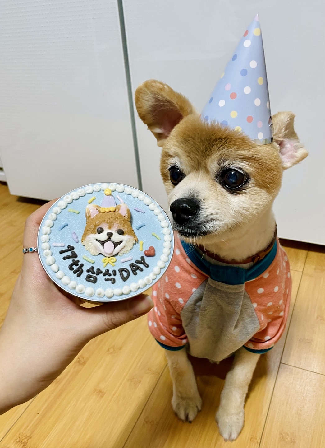 삼식이가 무지개다리를 건넜습니다