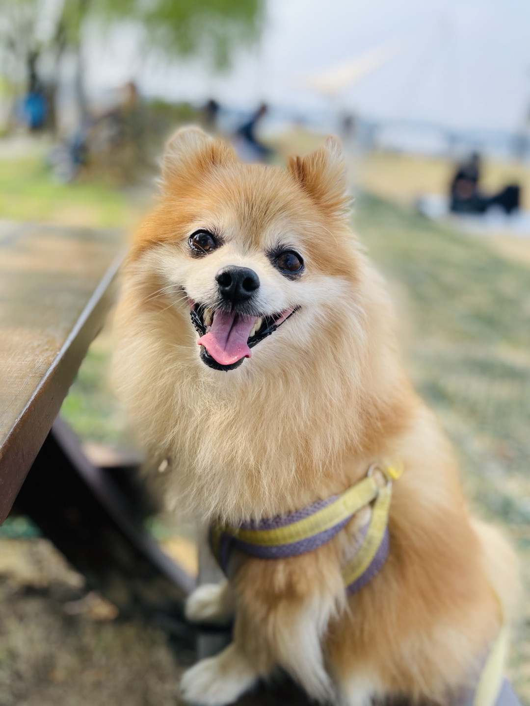 삼식이가 무지개다리를 건넜습니다