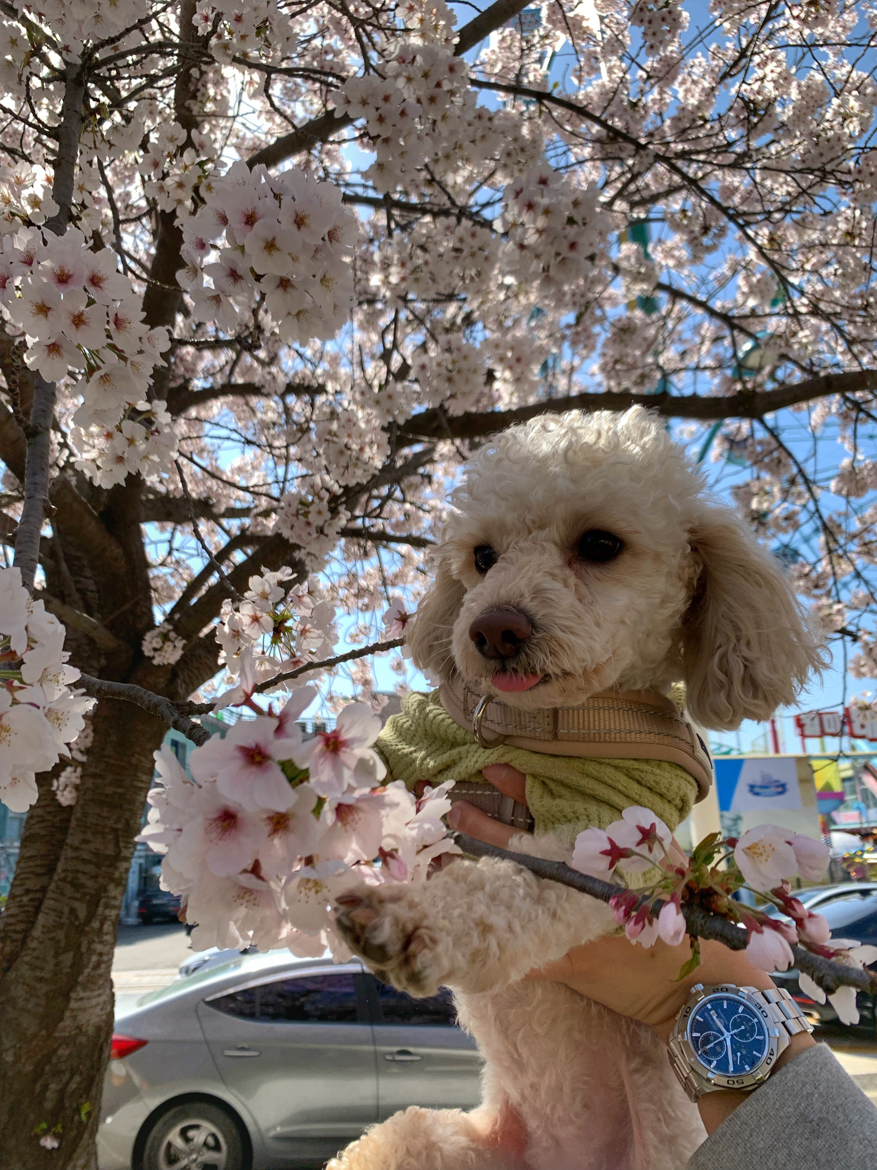 곤지암 구조견 해이에요~ 