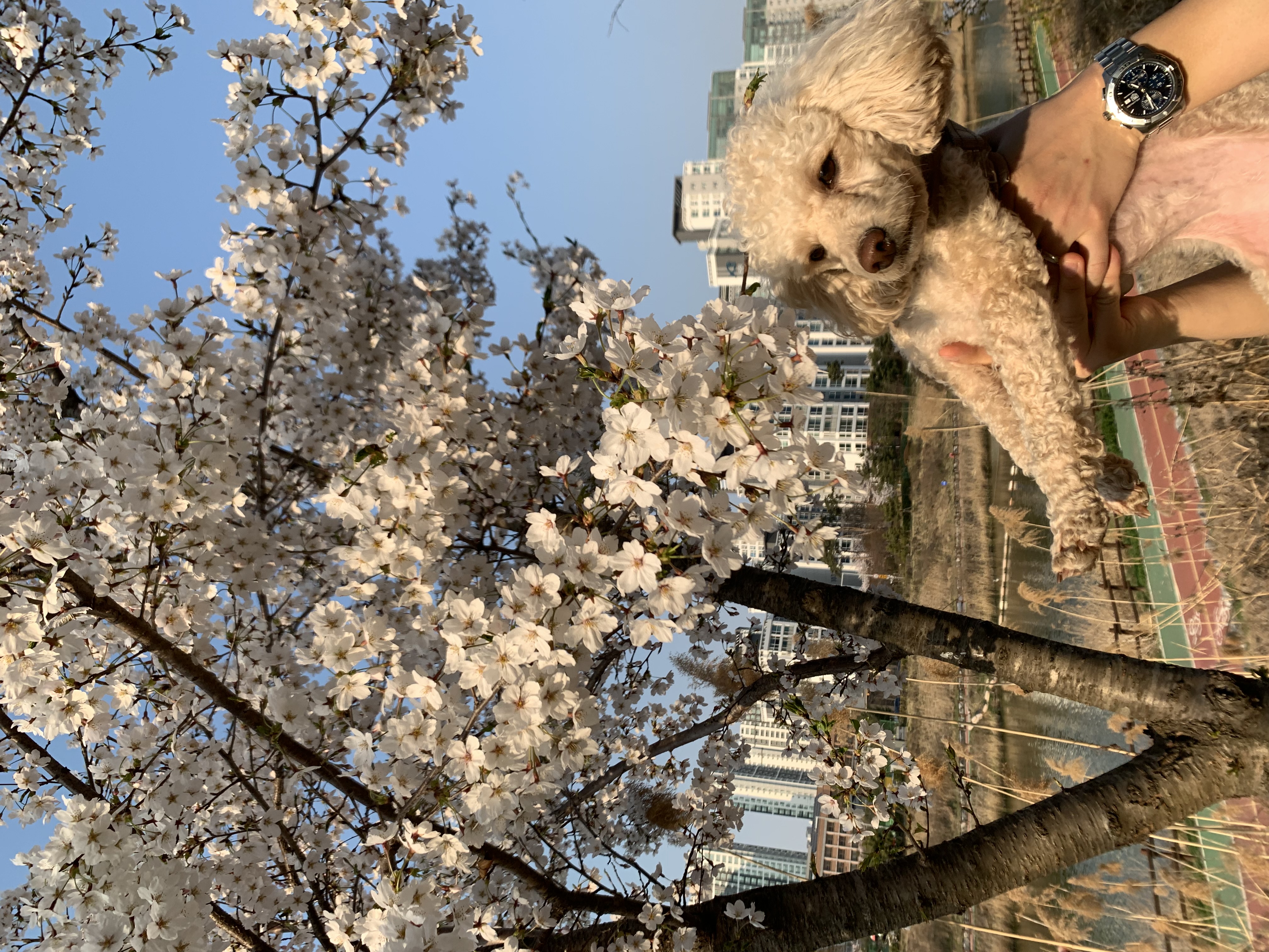 곤지암 구조견 해이에요~ 