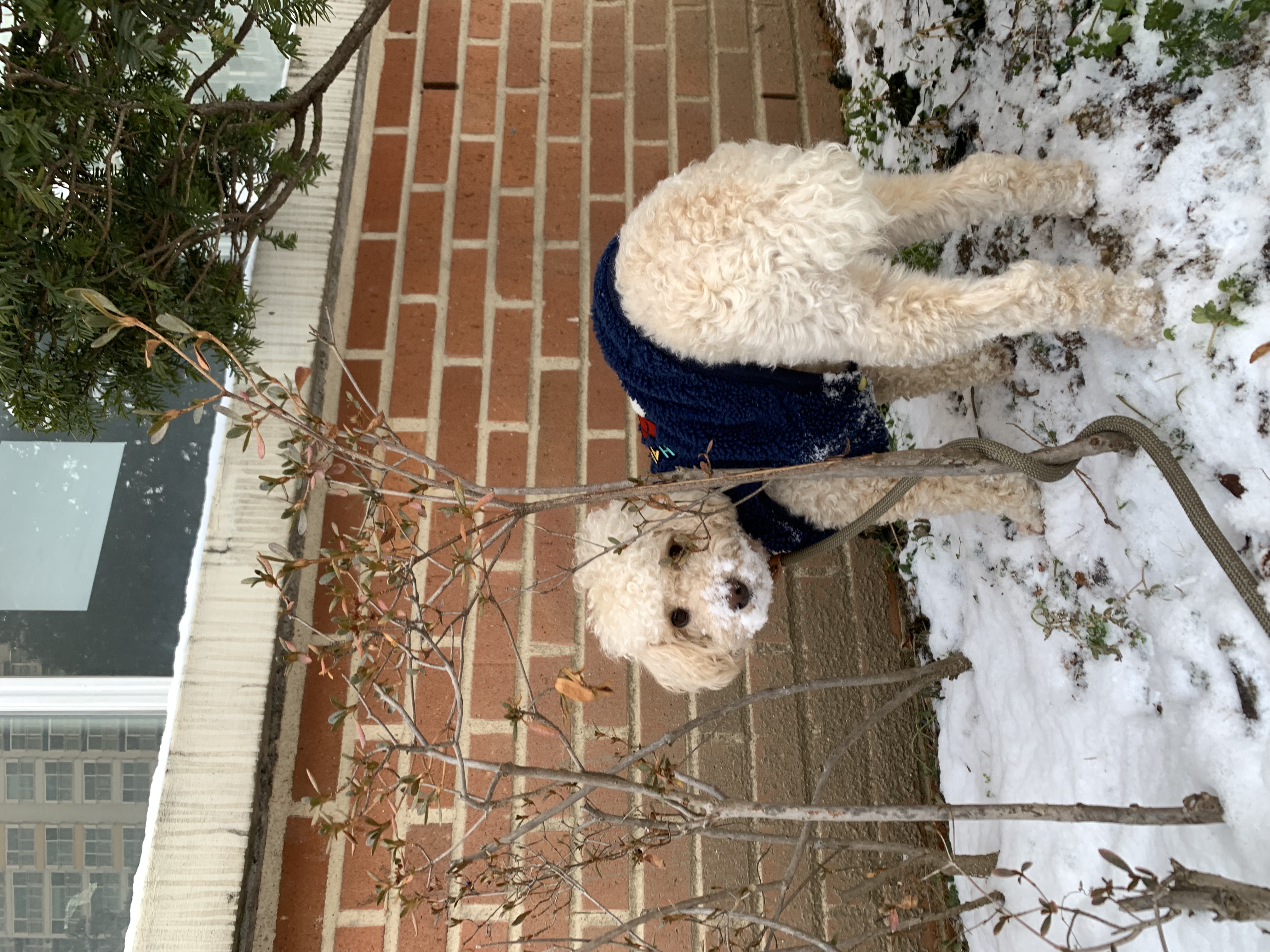 곤지암 구조견 해이에요~ 
