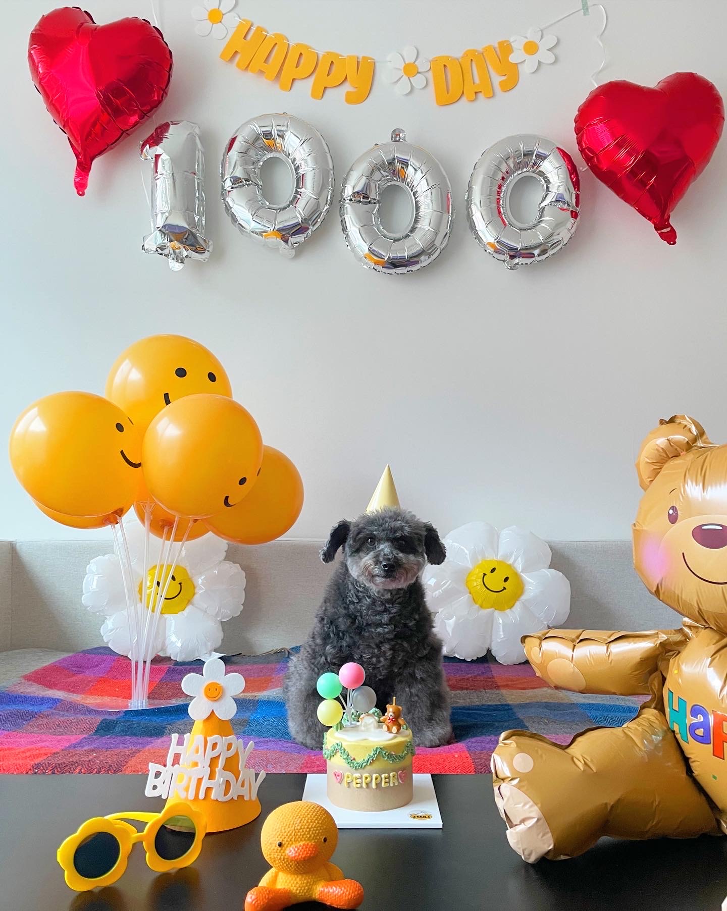 후추 입양 3년이 넘었네요~ (영천 불법 번식장 엔쵸)