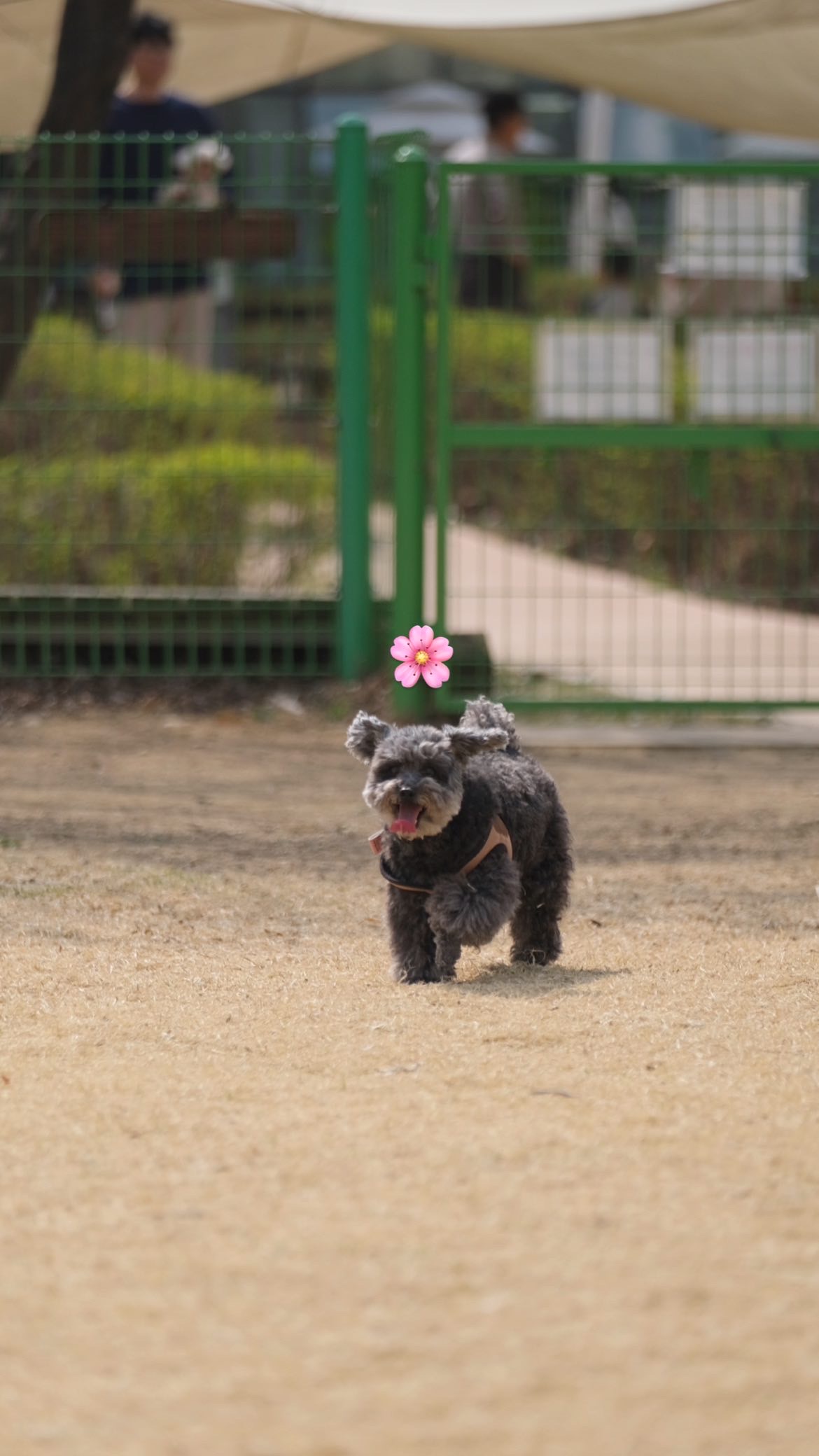 후추 입양 3년이 넘었네요~ (영천 불법 번식장 엔쵸)