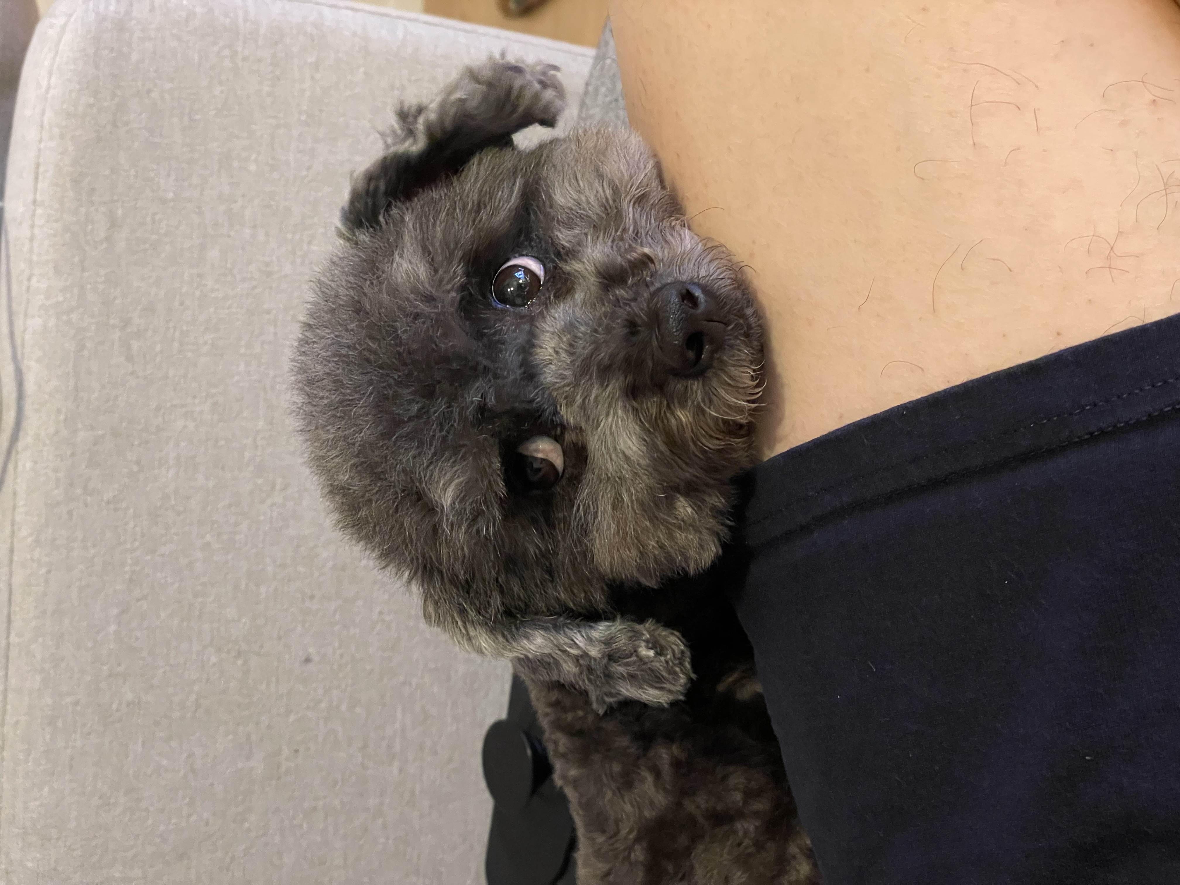 후추 입양 3년이 넘었네요~ (영천 불법 번식장 엔쵸)