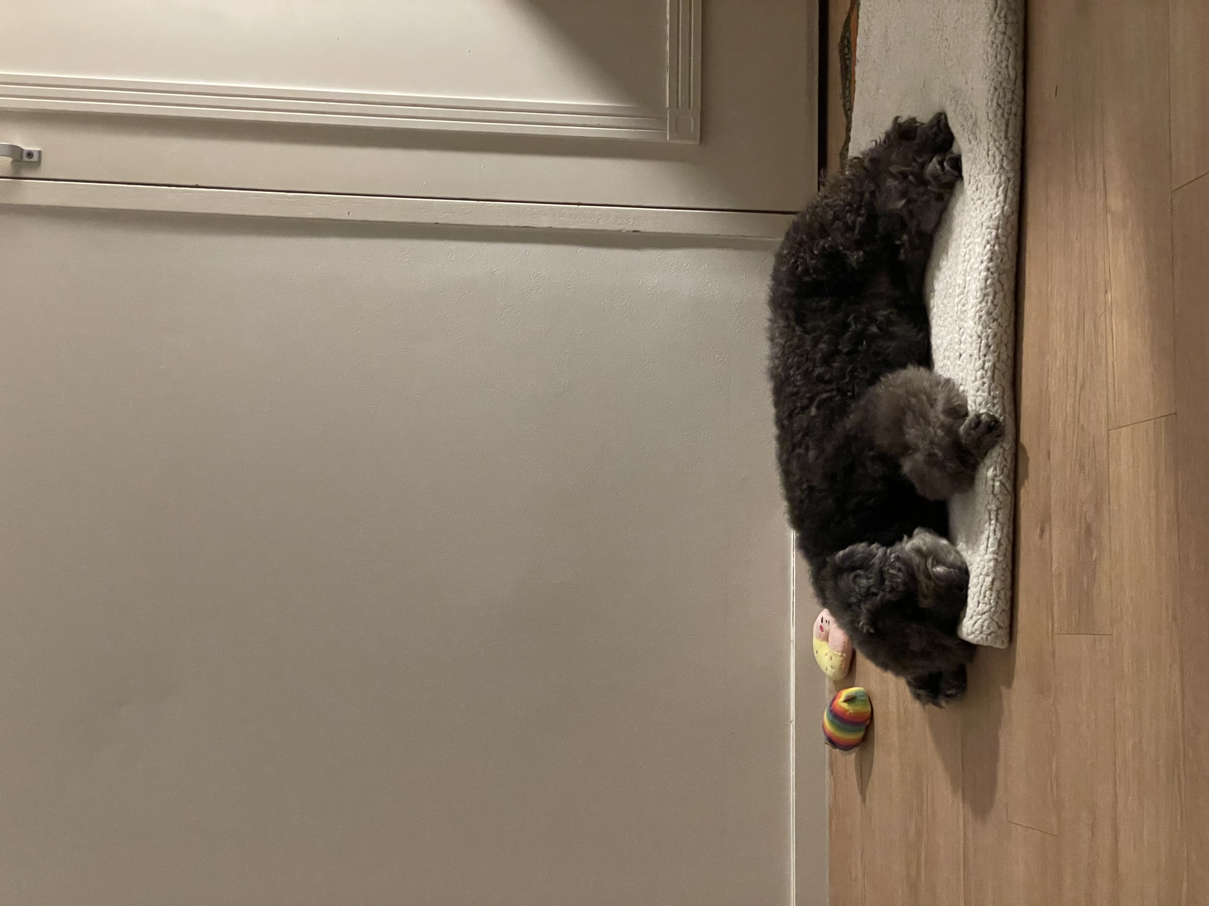 후추 입양 3년이 넘었네요~ (영천 불법 번식장 엔쵸)