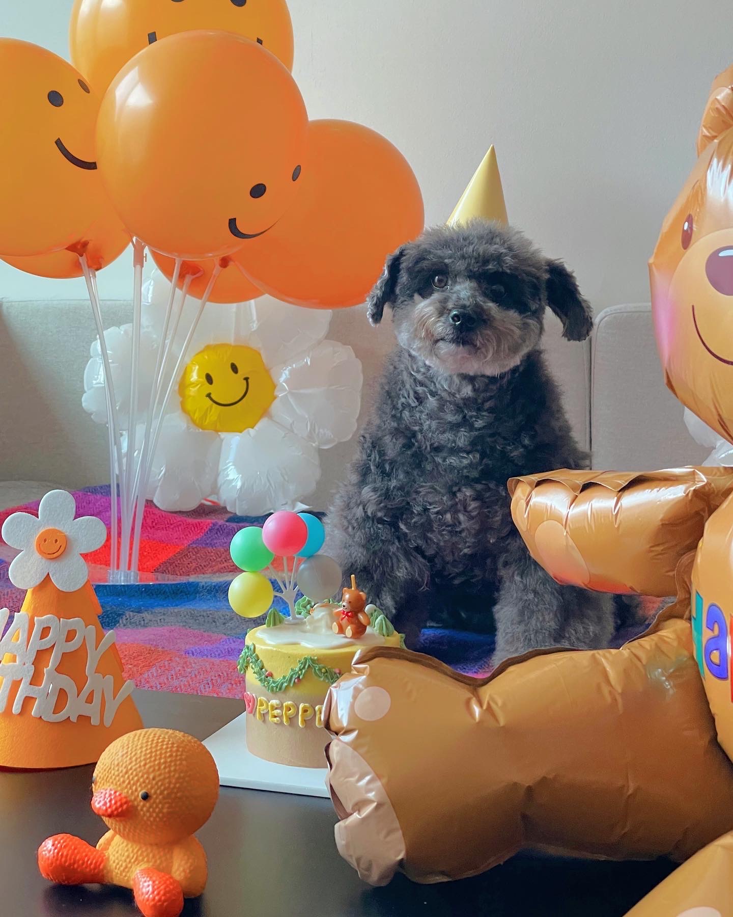 후추 입양 3년이 넘었네요~ (영천 불법 번식장 엔쵸)