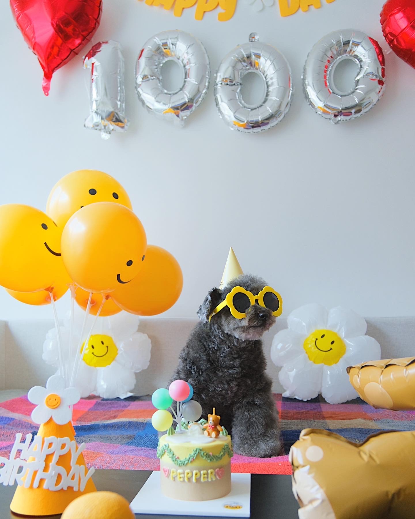 후추 입양 3년이 넘었네요~ (영천 불법 번식장 엔쵸)