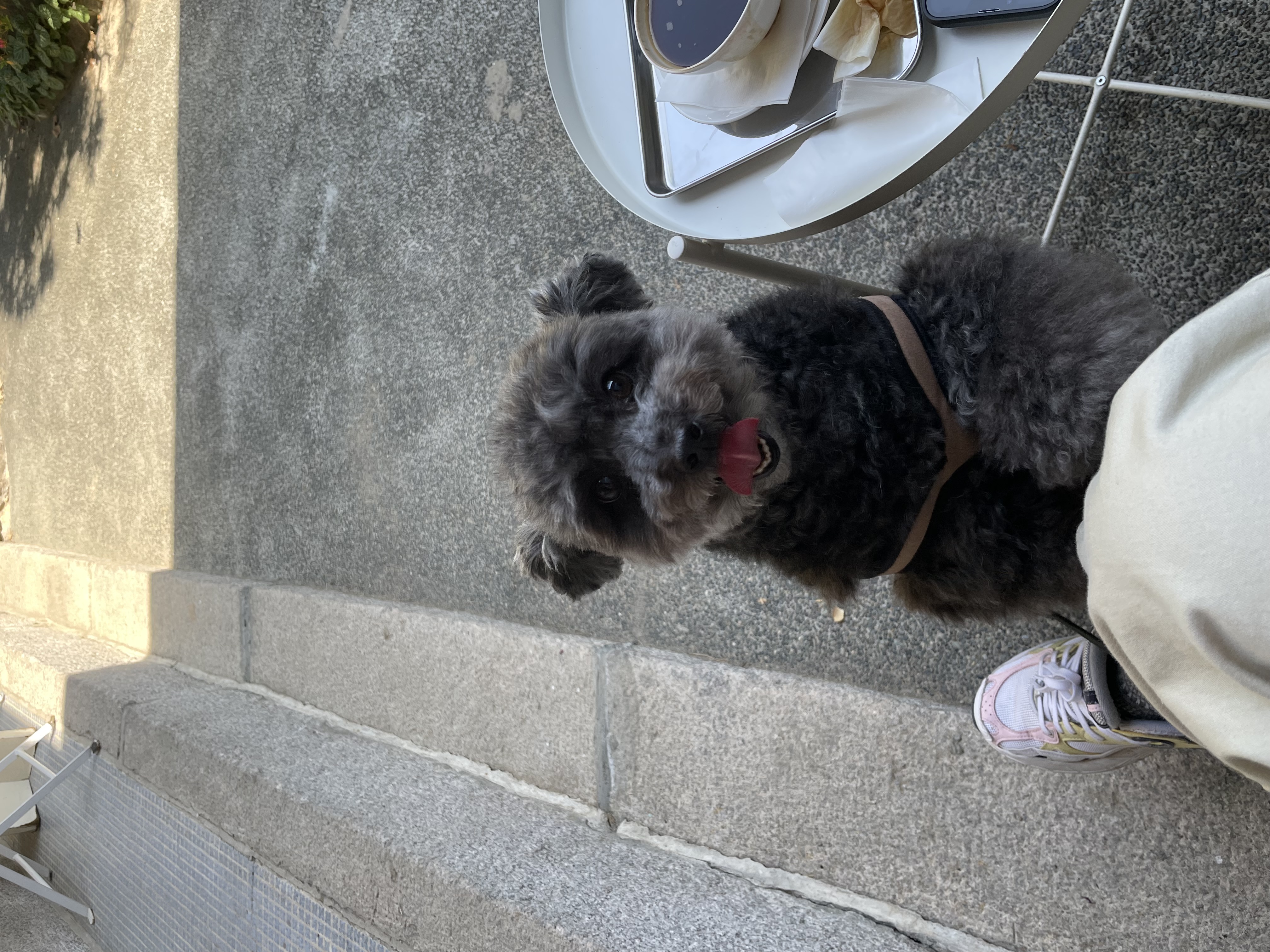 후추 입양 3년이 넘었네요~ (영천 불법 번식장 엔쵸)