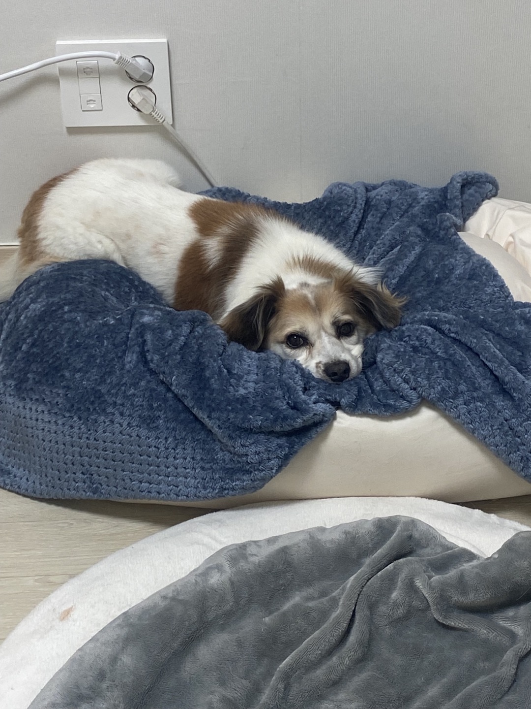 리아 임시보호 한달차 입니다~