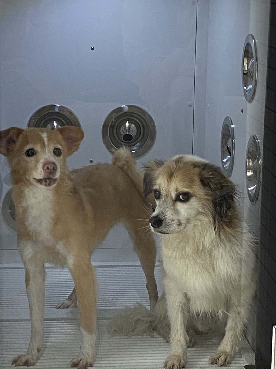 리아 임시보호 한달차 입니다~