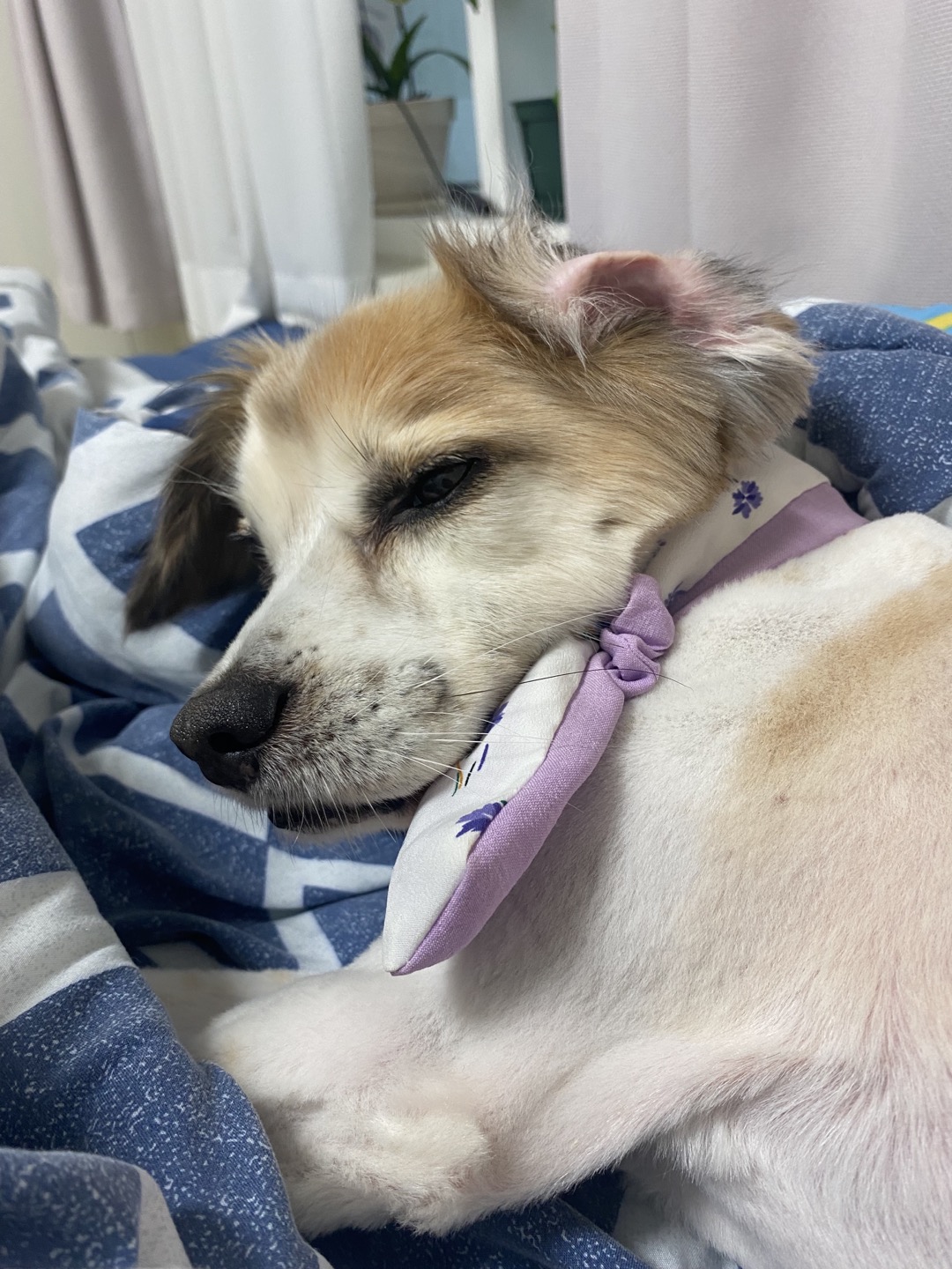 리아 임시보호 한달차 입니다~