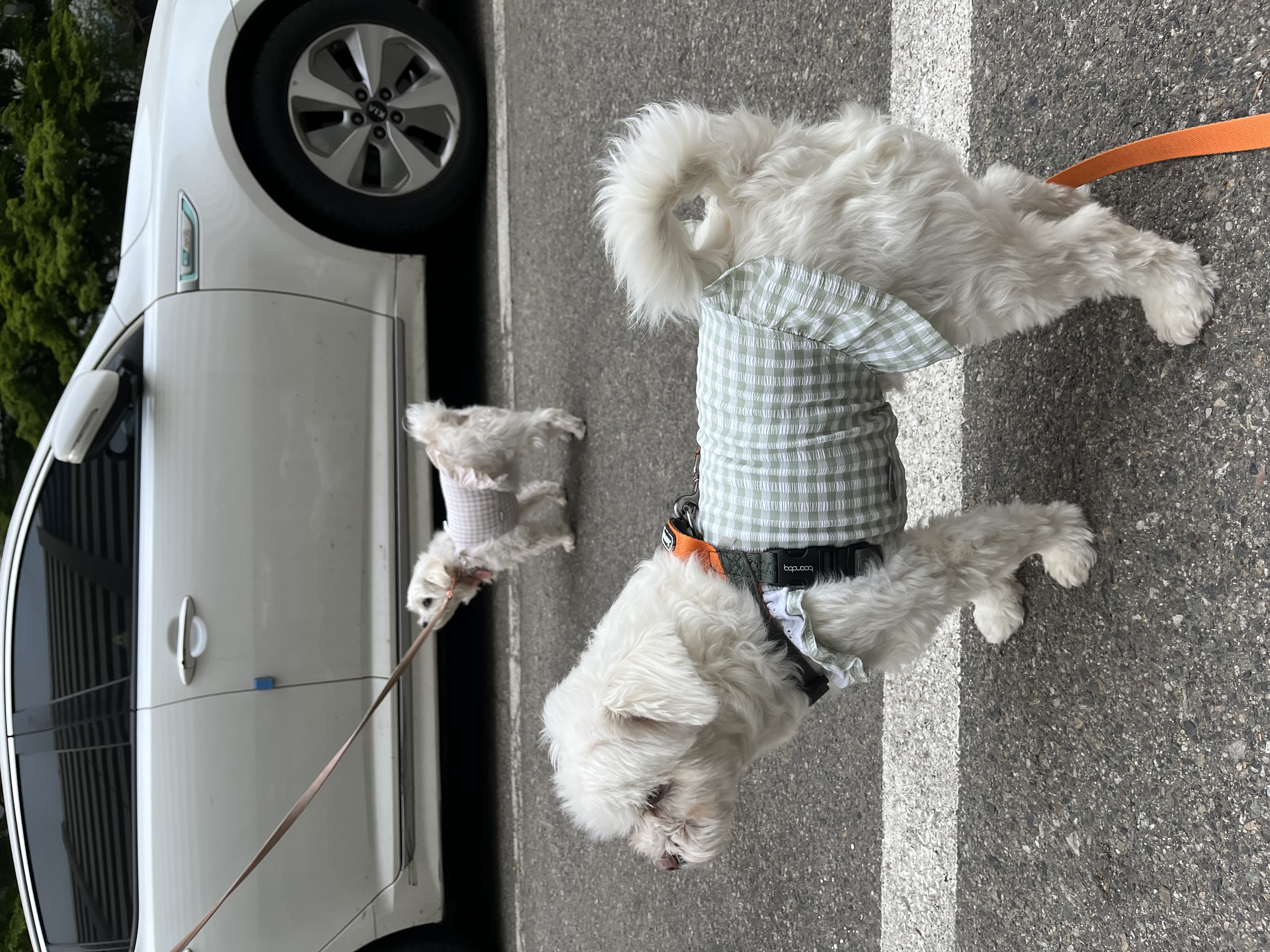 구,순무 현, 뚠이 한달 입양 입니다 