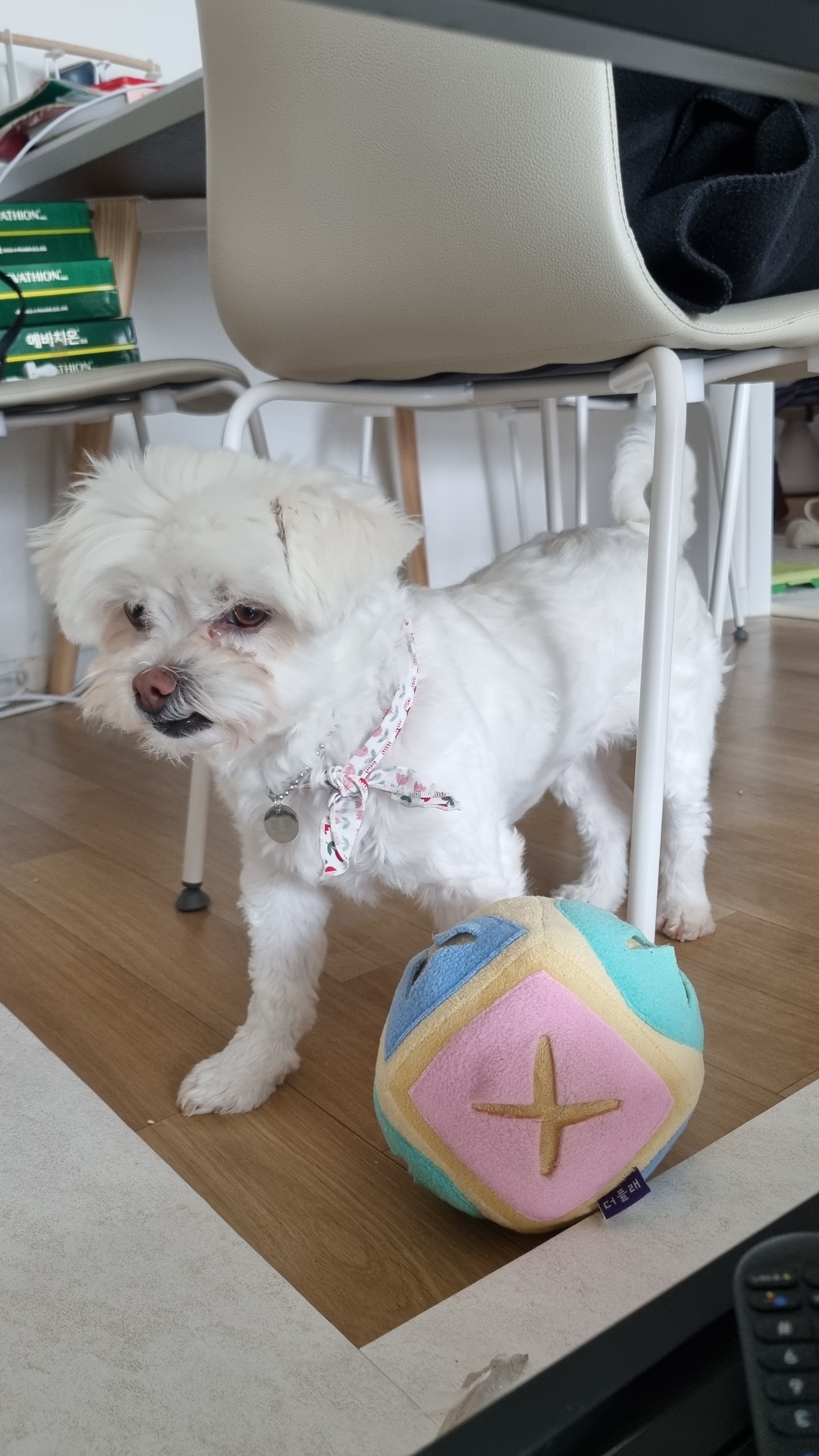 구,순무 현, 뚠이 한달 입양 입니다 