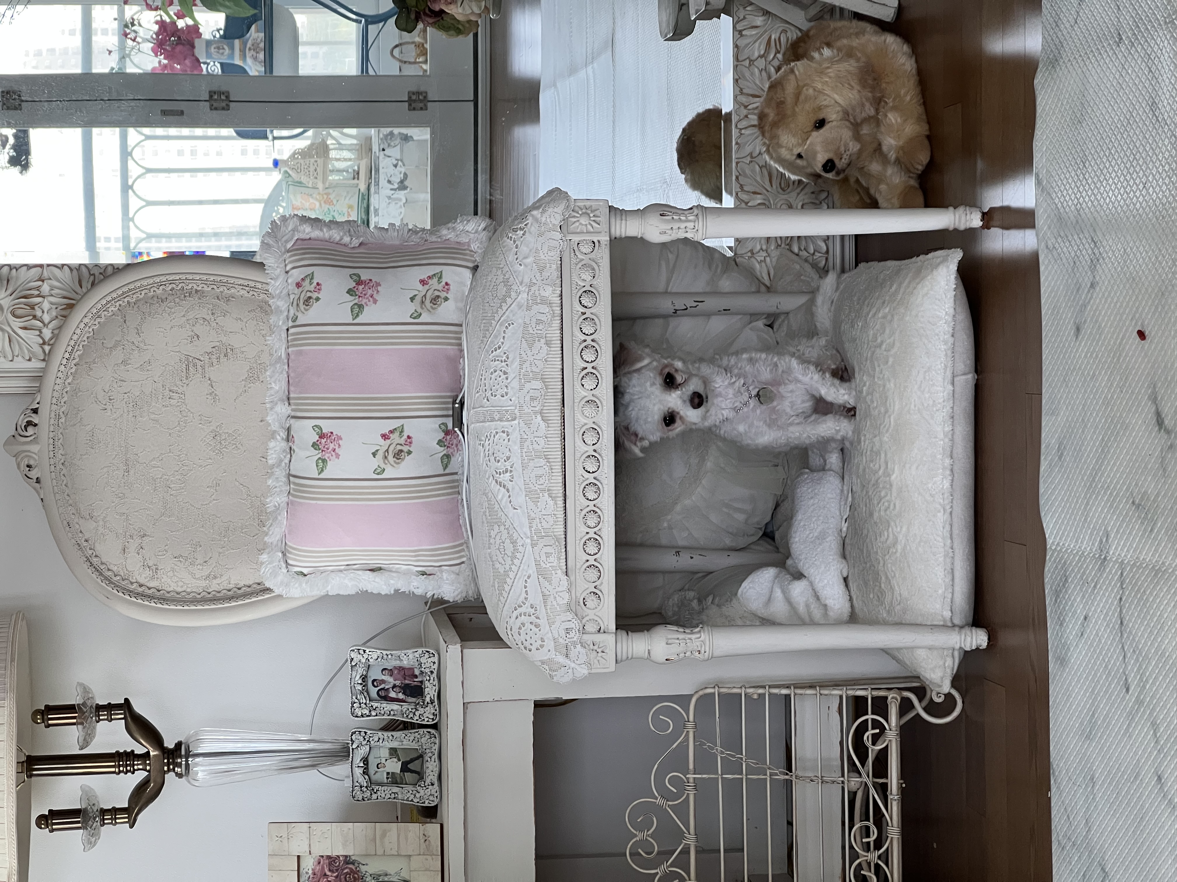 네즈 (마음이) 입양 5일차