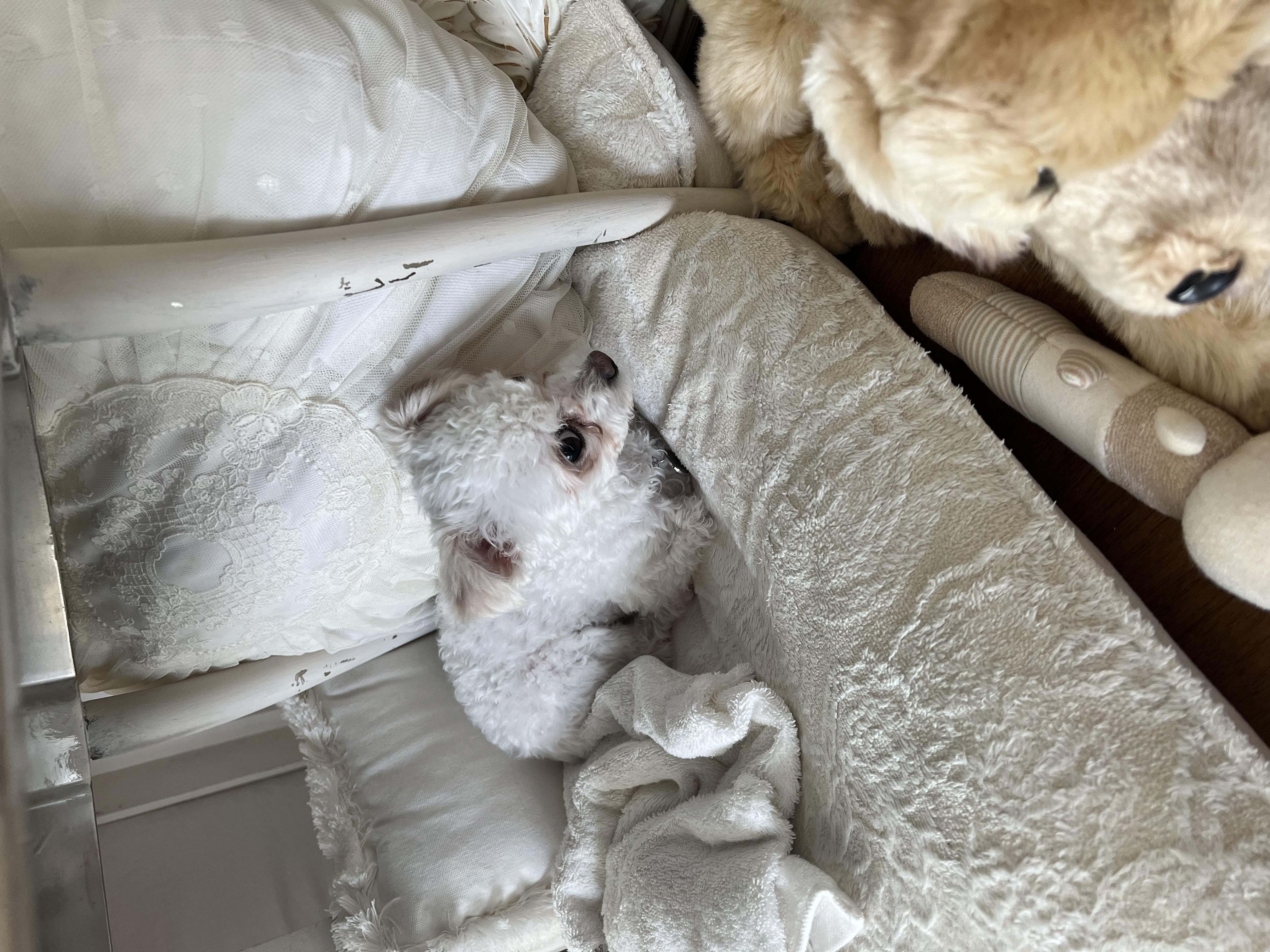 네즈 (마음이) 입양 5일차