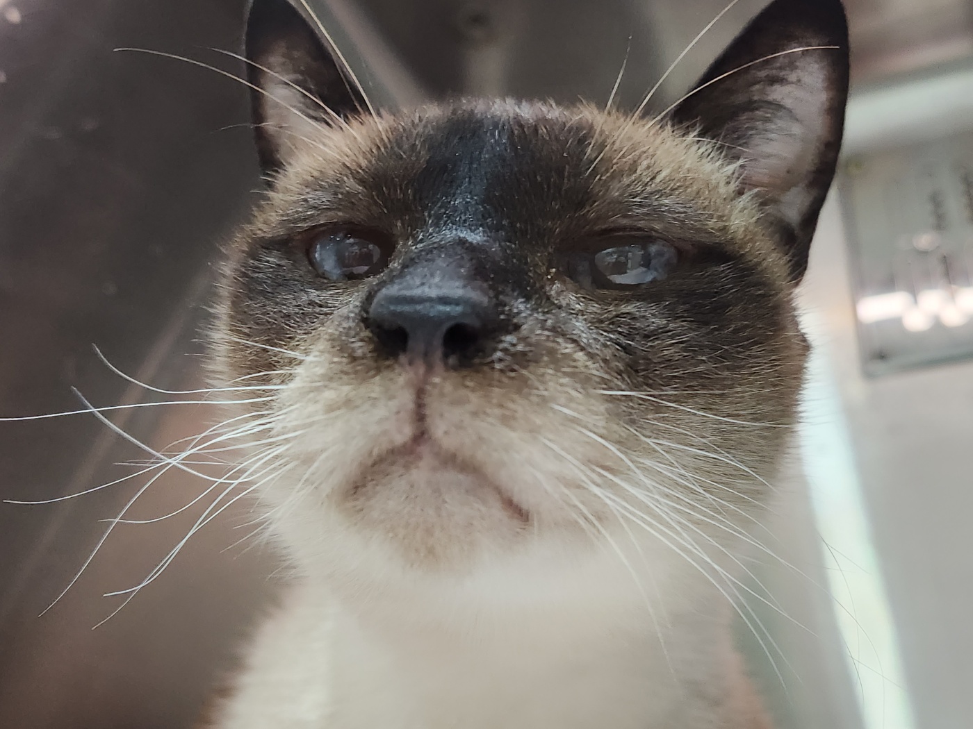 모델이와 포도 입니다