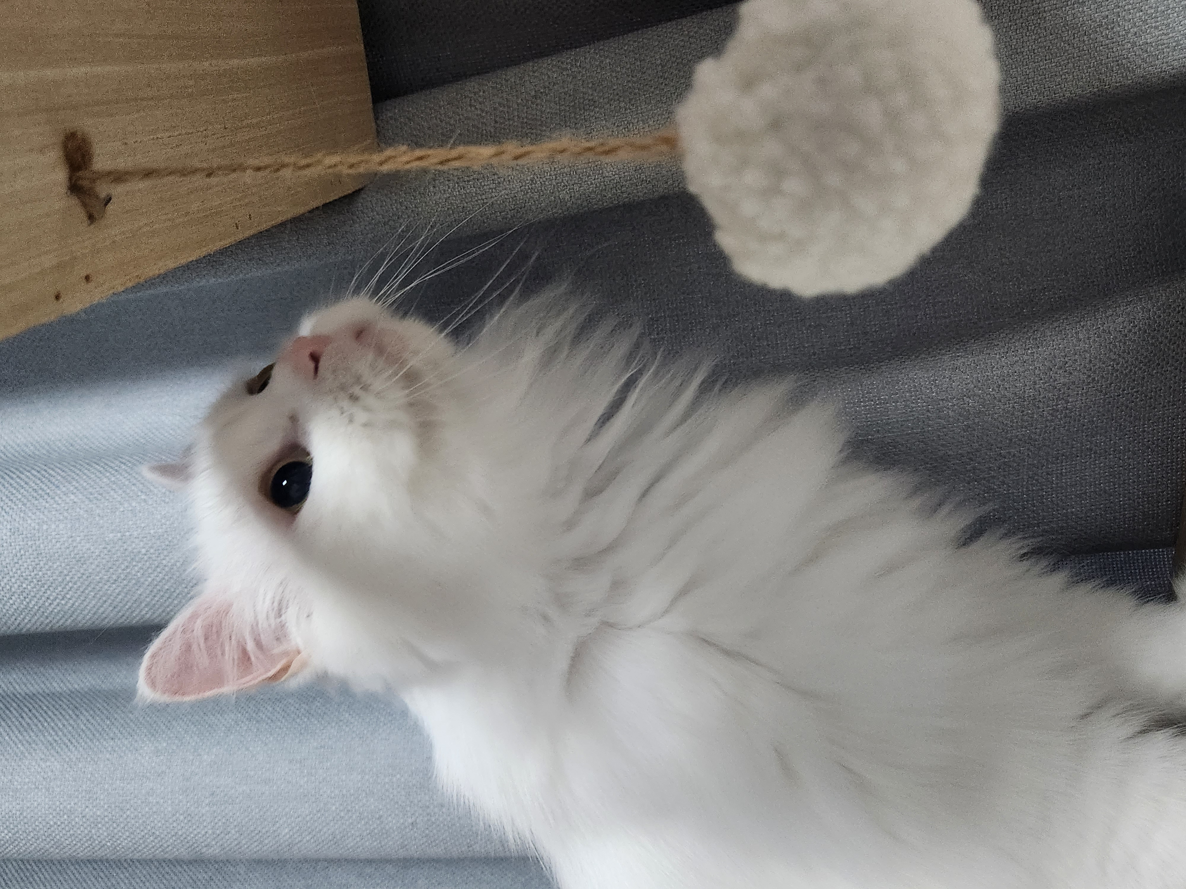 모델이와 포도 입니다