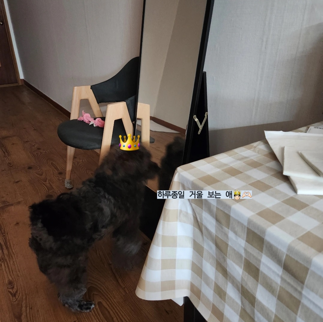 말푸이 입양 일주일 이예요!