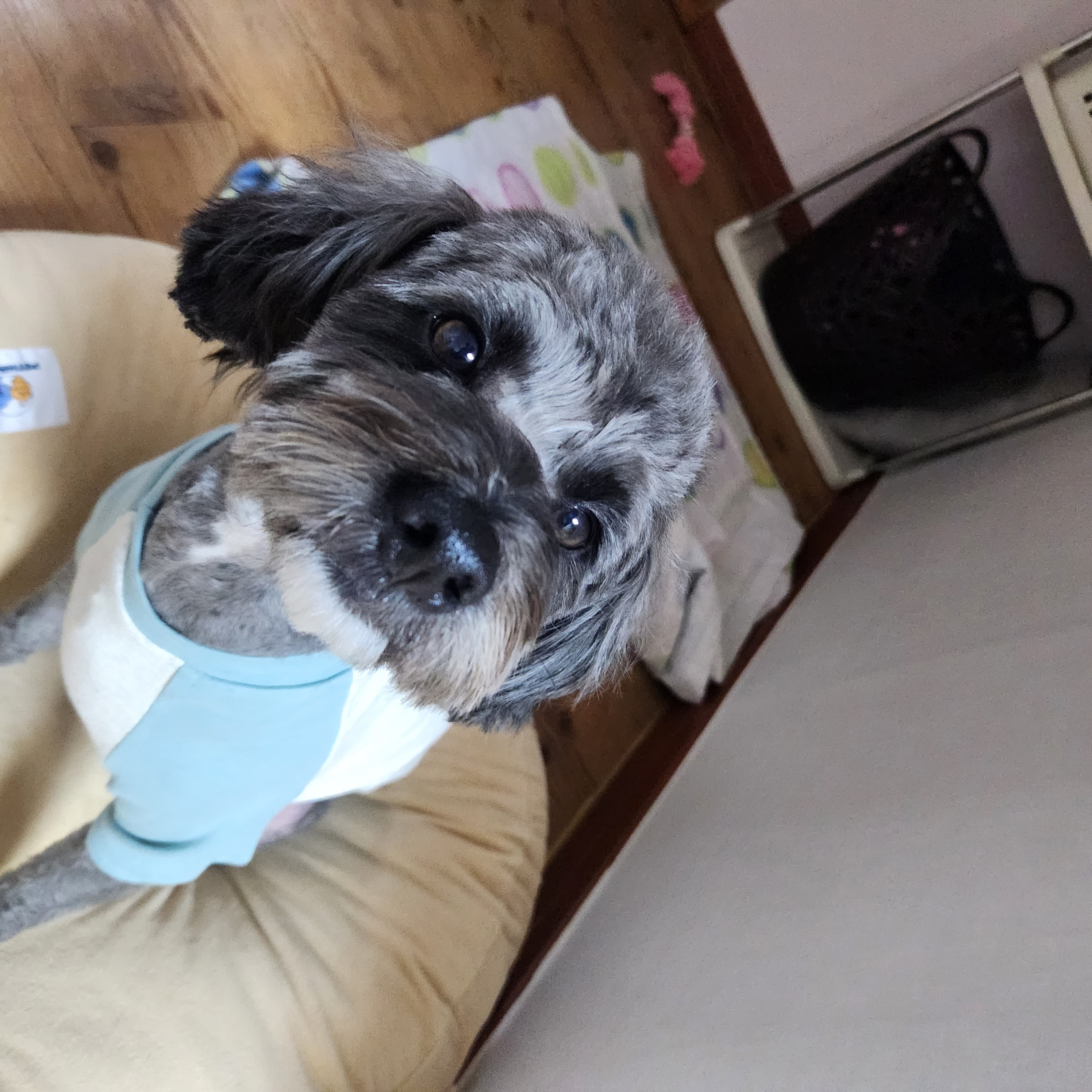 말푸이 입양 일주일 이예요!