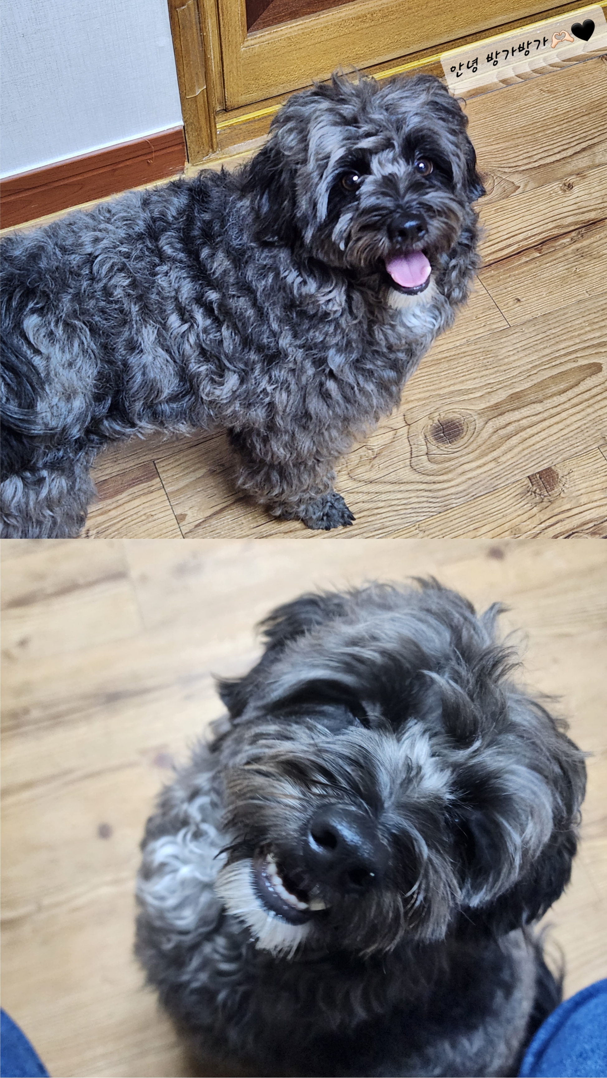 말푸이 입양 일주일 이예요!