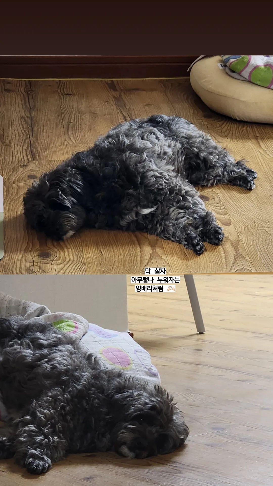 말푸이 입양 일주일 이예요!