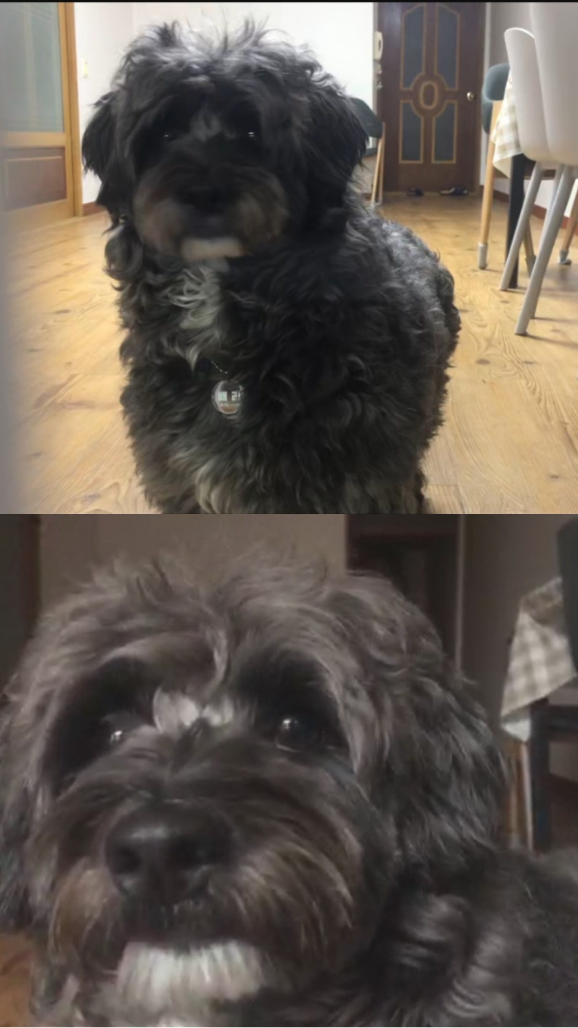 말푸이 입양 일주일 이예요!