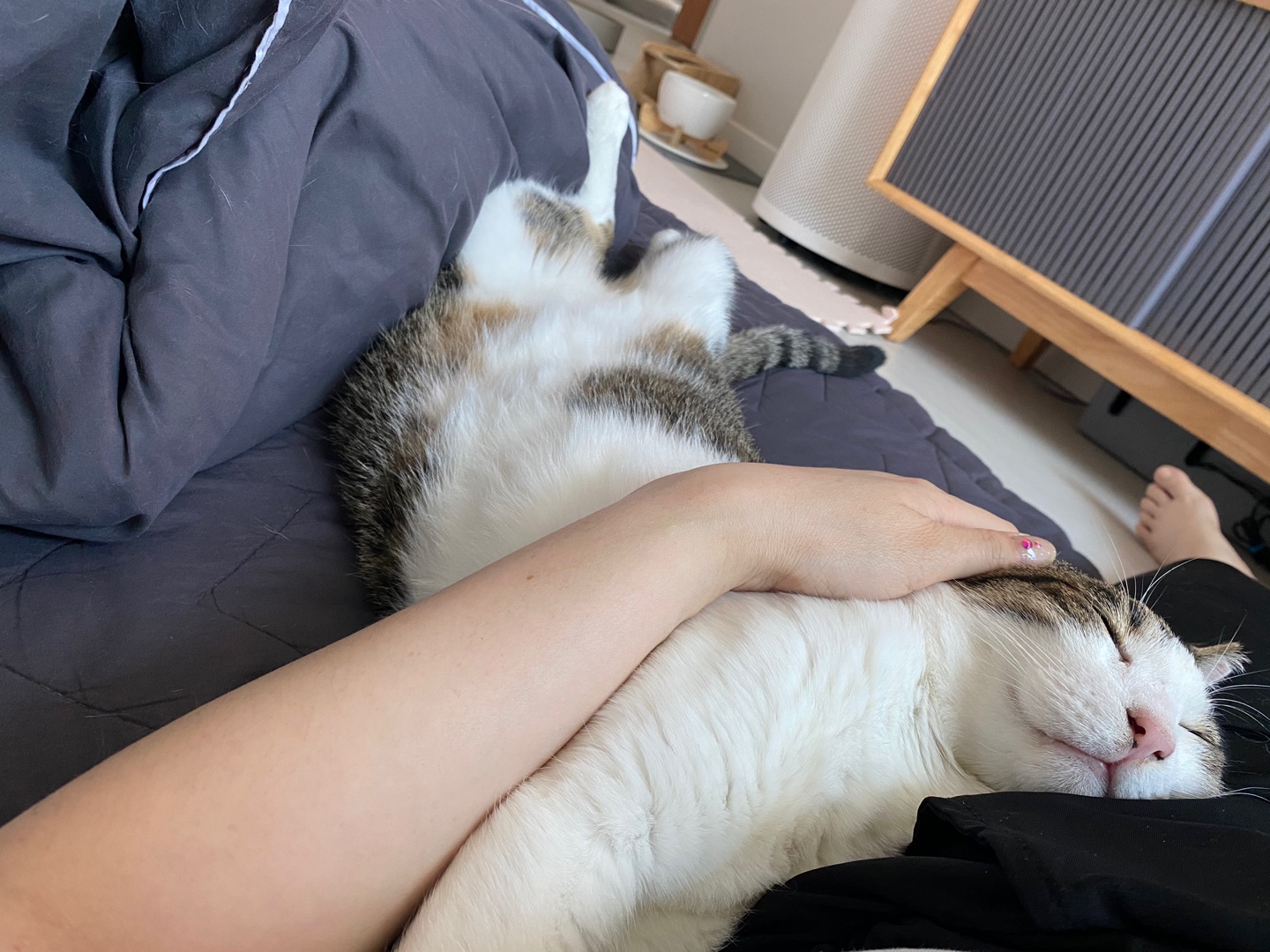 아띠 입양2주년에요~^^