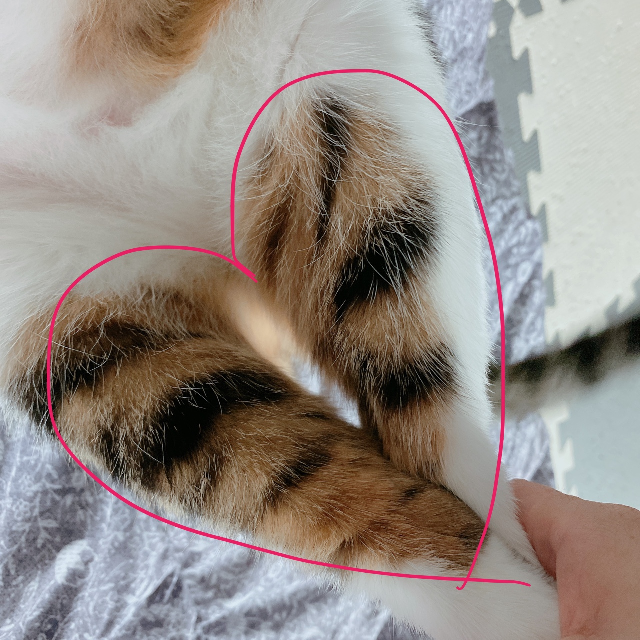 아띠 입양2주년에요~^^