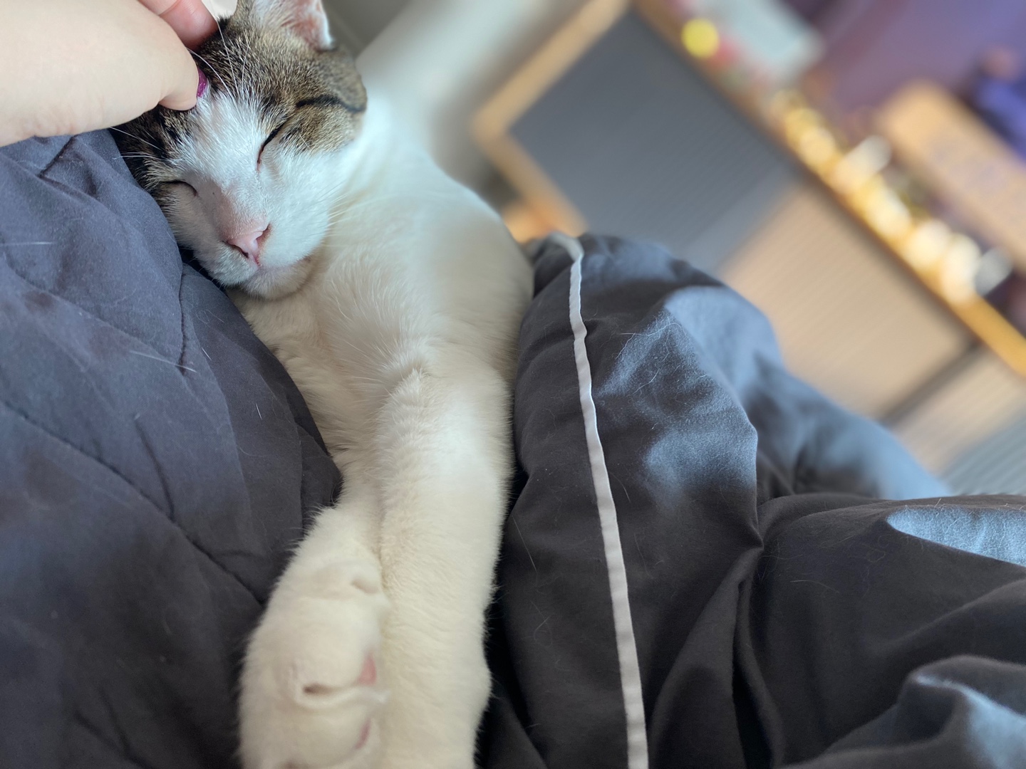 아띠 입양2주년에요~^^