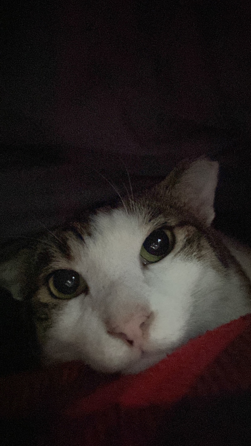 아띠 입양2주년에요~^^