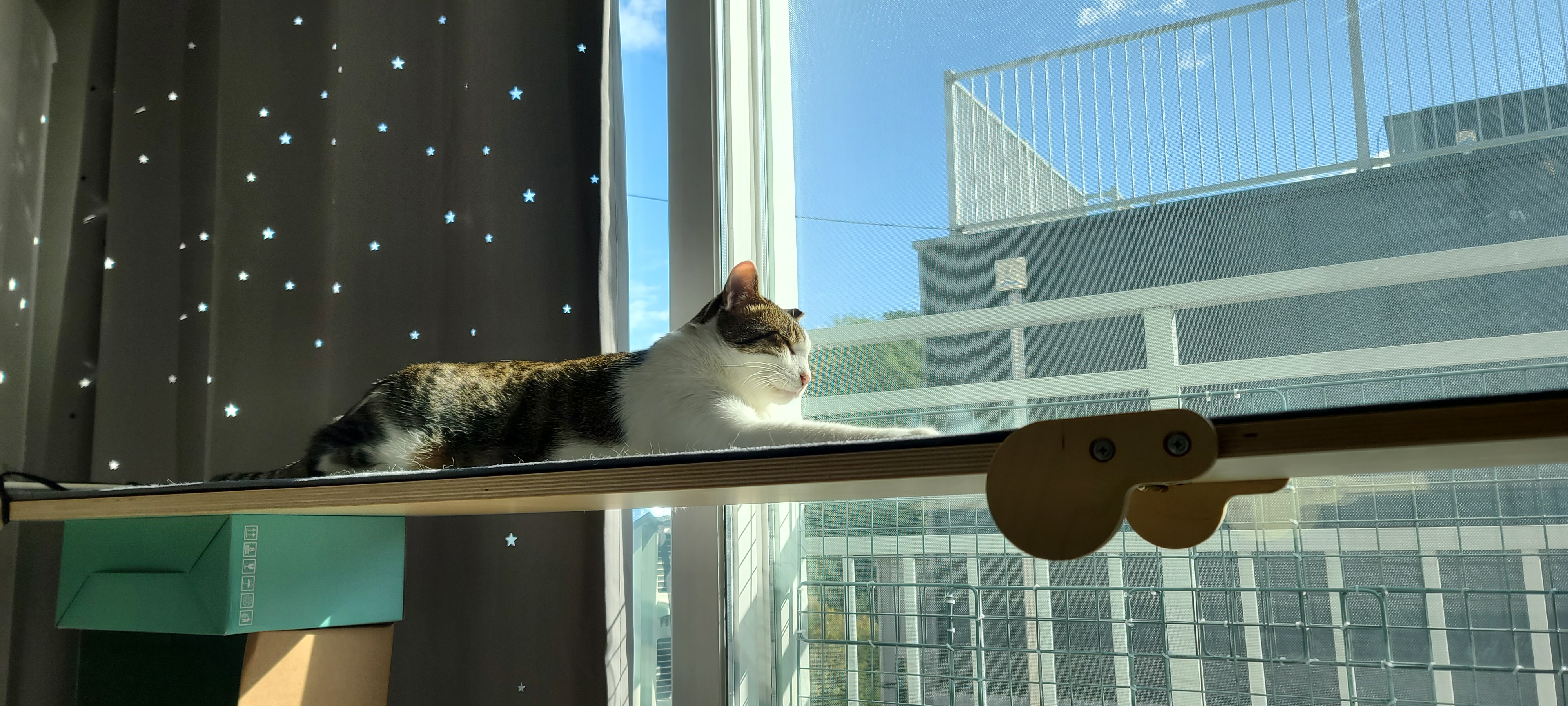 아띠 입양2주년에요~^^