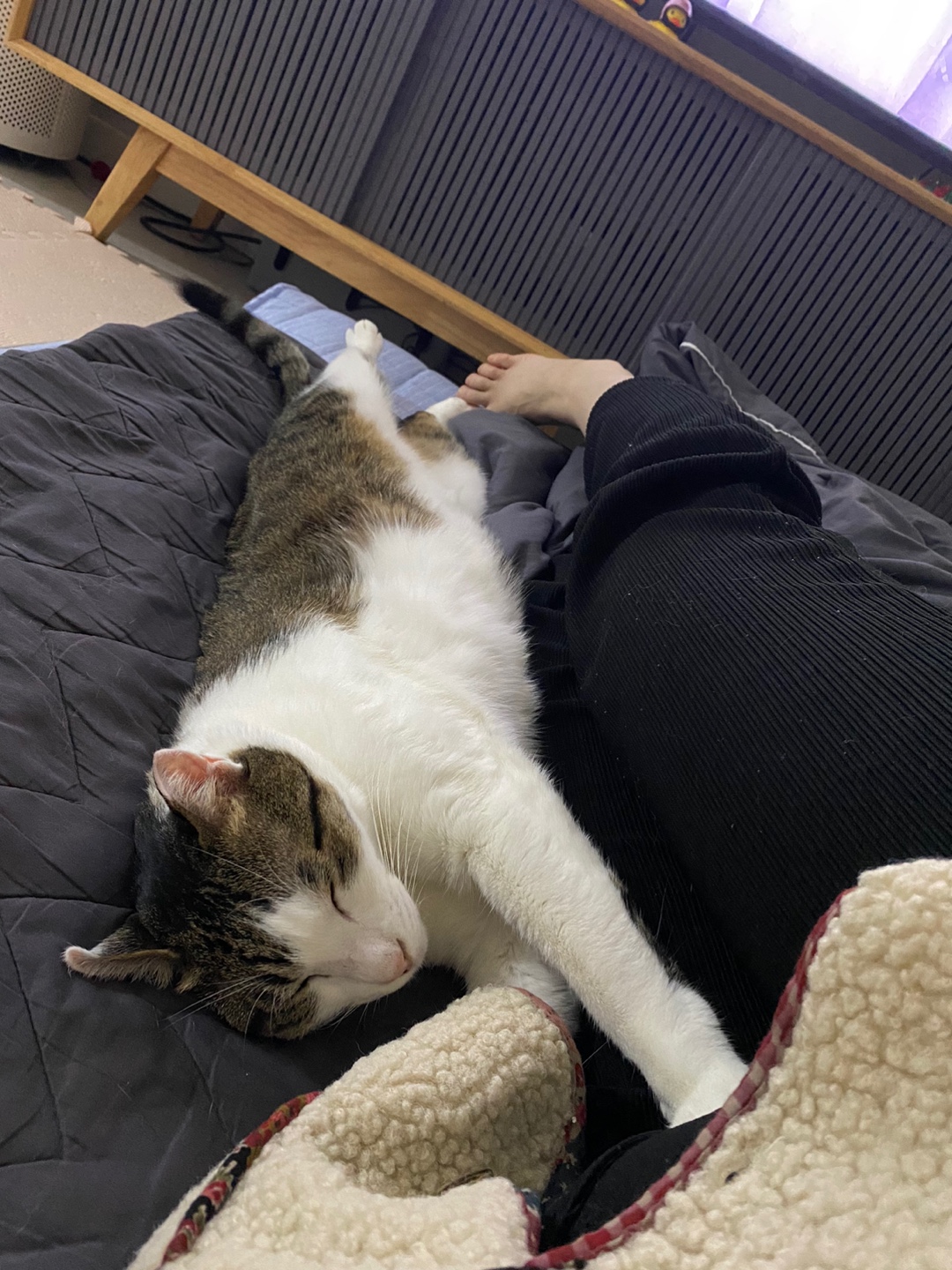 아띠 입양2주년에요~^^