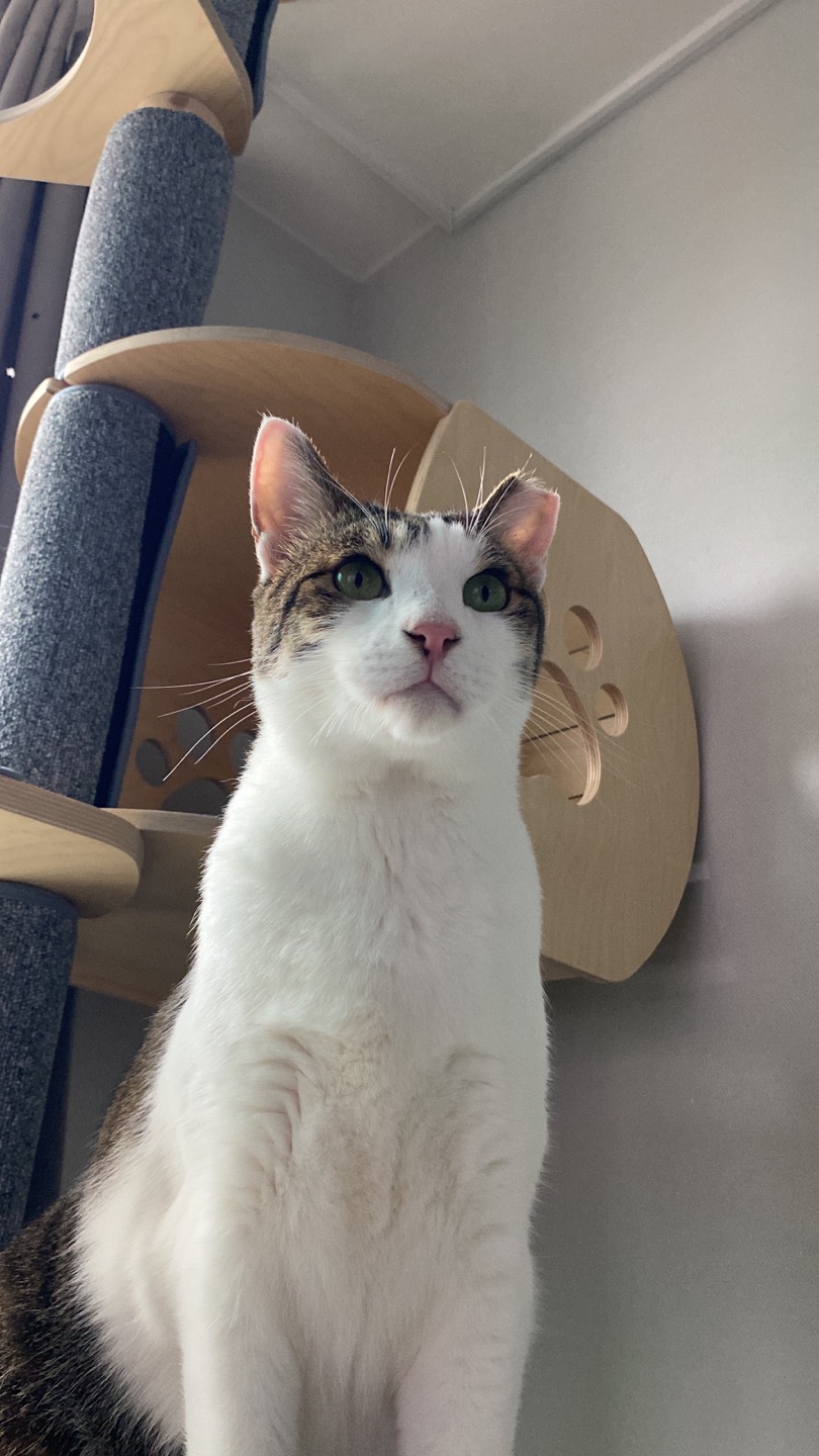 아띠 입양2주년에요~^^